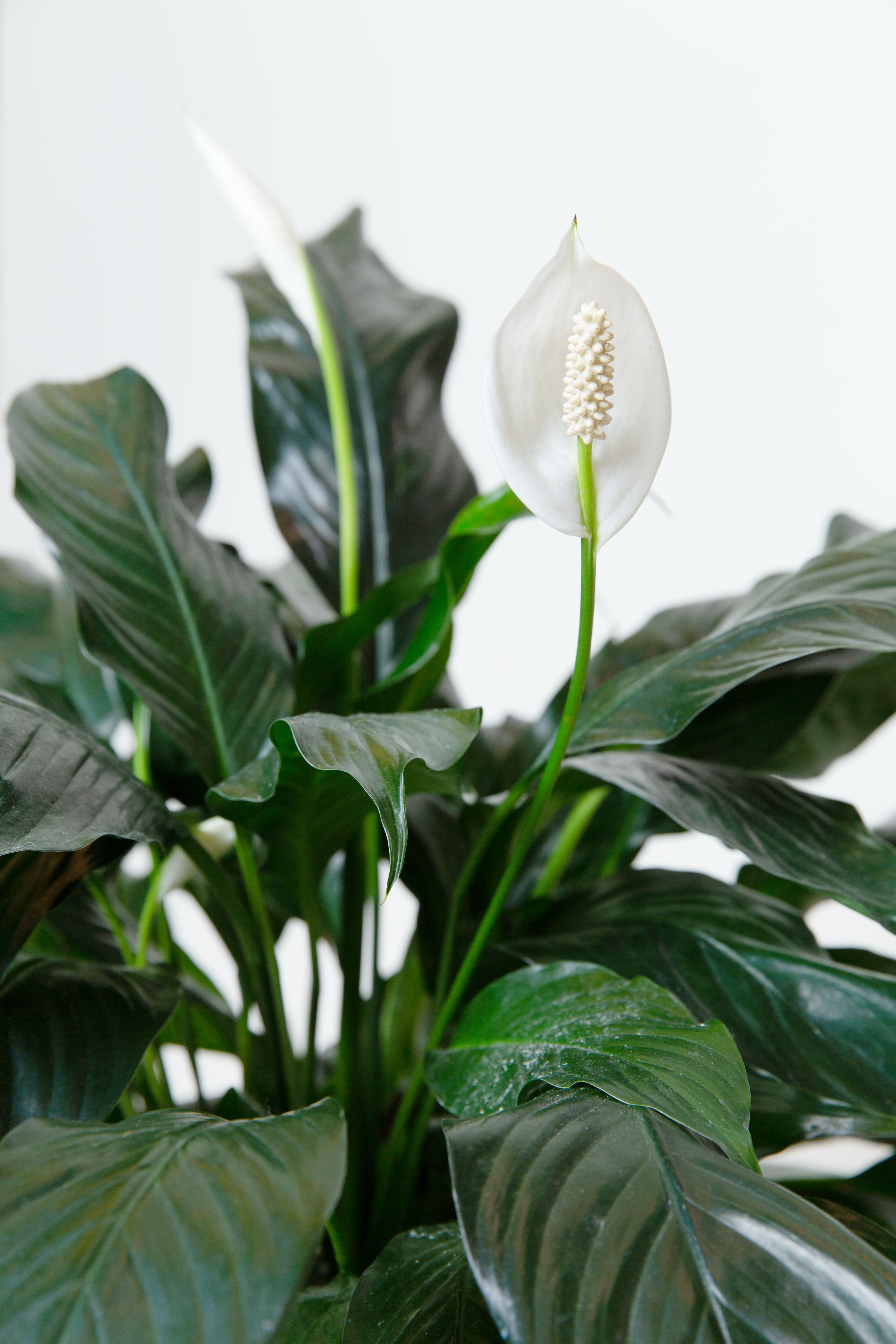 Spath Peace Lily  - 10" Nursery pot