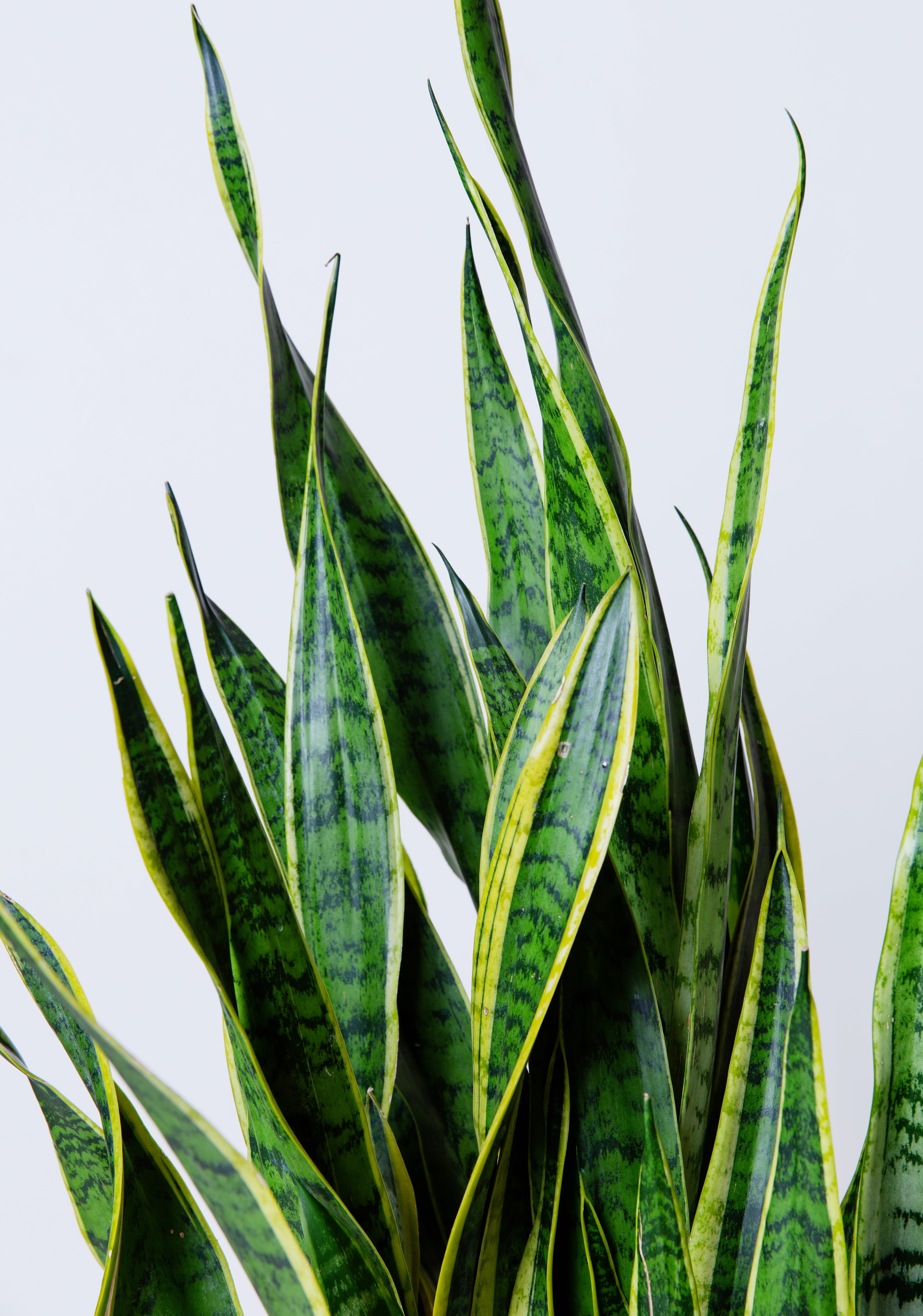 Sansevieria Snake Plant — Architectural Air Purifying Plant - A striking snake plant with upright sculptural leaves. Extremely easy to care for and perfect for homes, offices, and modern interiors.  Care: Snake plants are extremely low maintenance houseplants. Place in bright or moderate light and water sparingly, allowing soil to dry completely between watering.