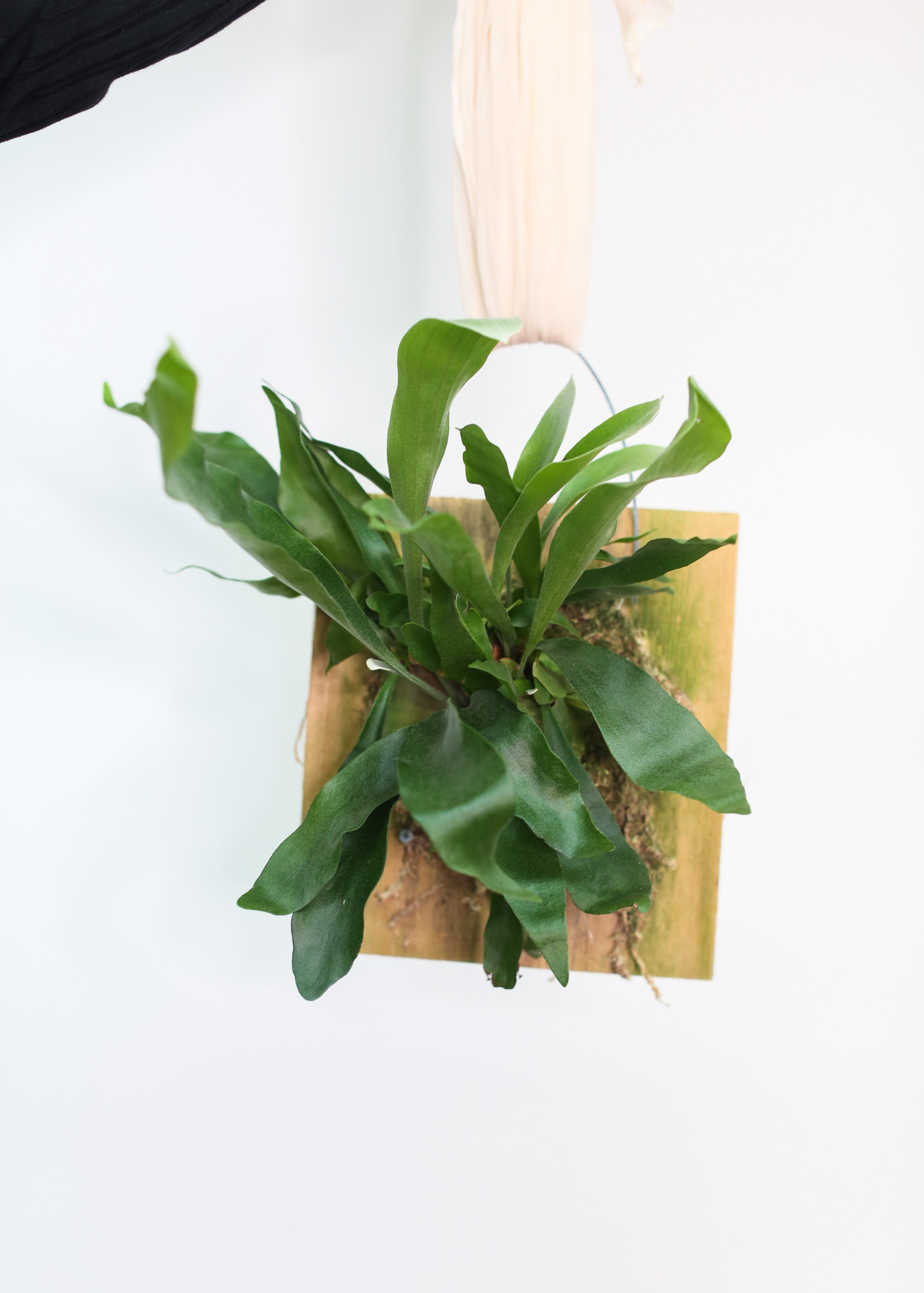 Mounted green fern plant on a wooden plaque