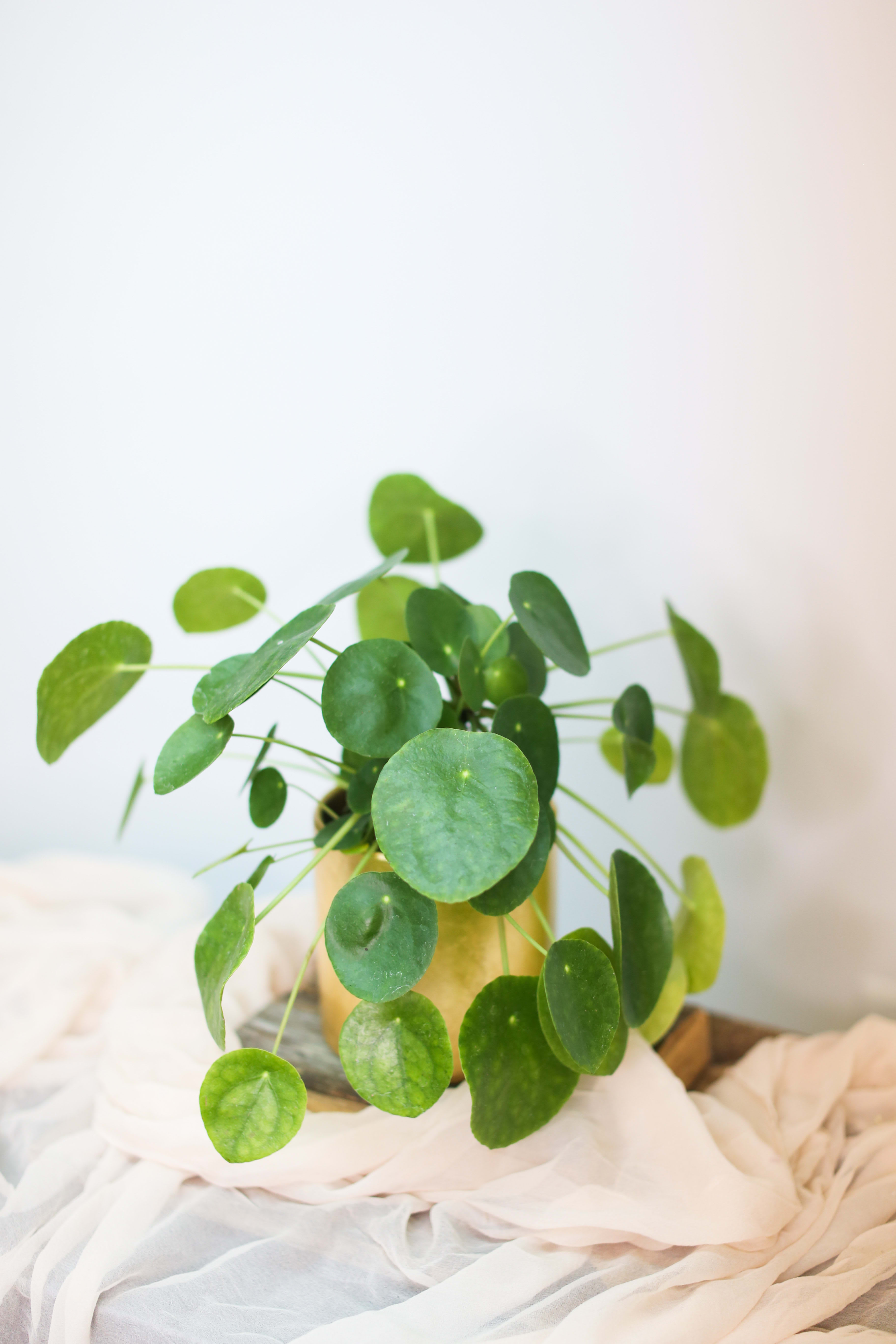 Potted plant with round green leaves in a gold container