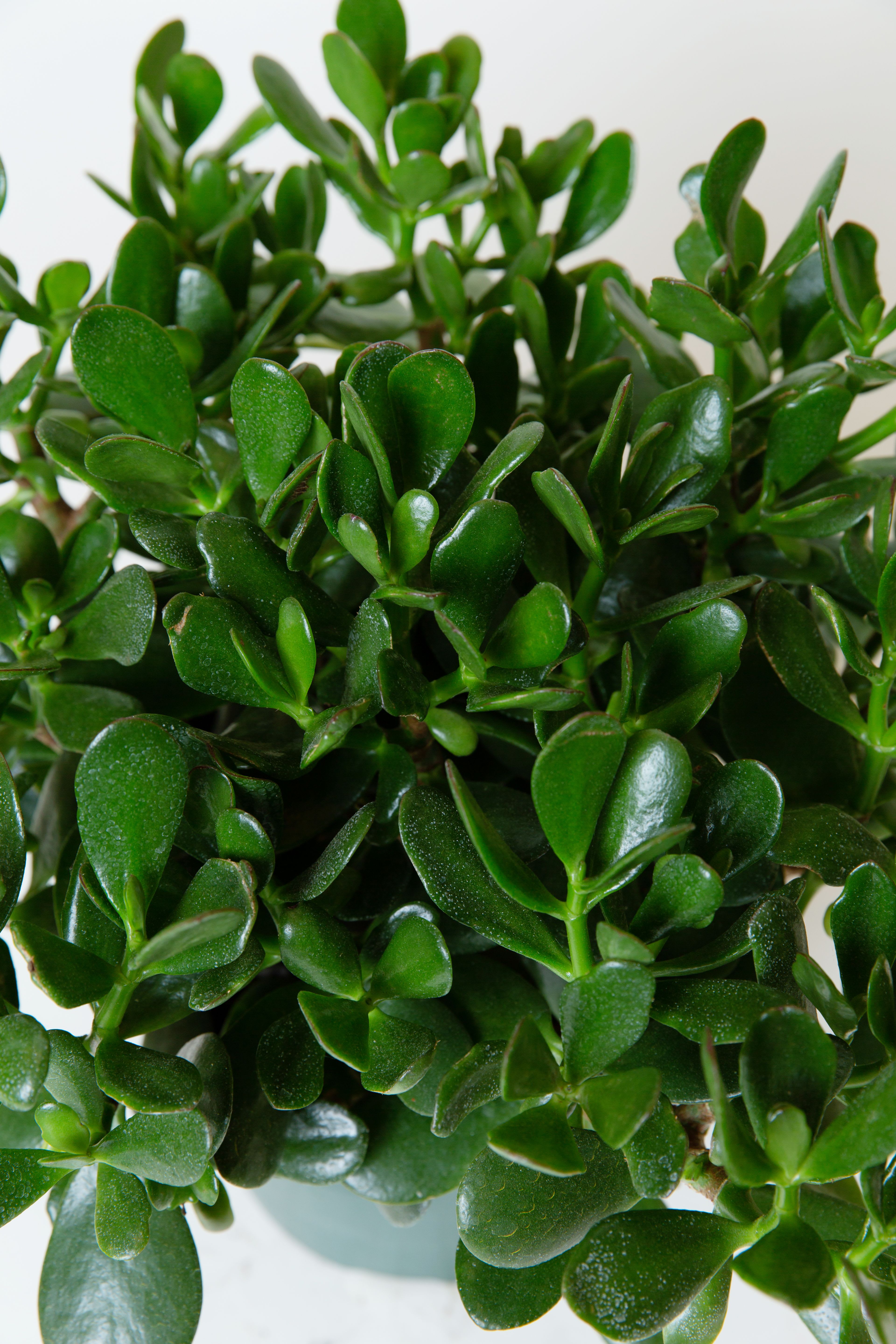 Jade Plant - Jade plat