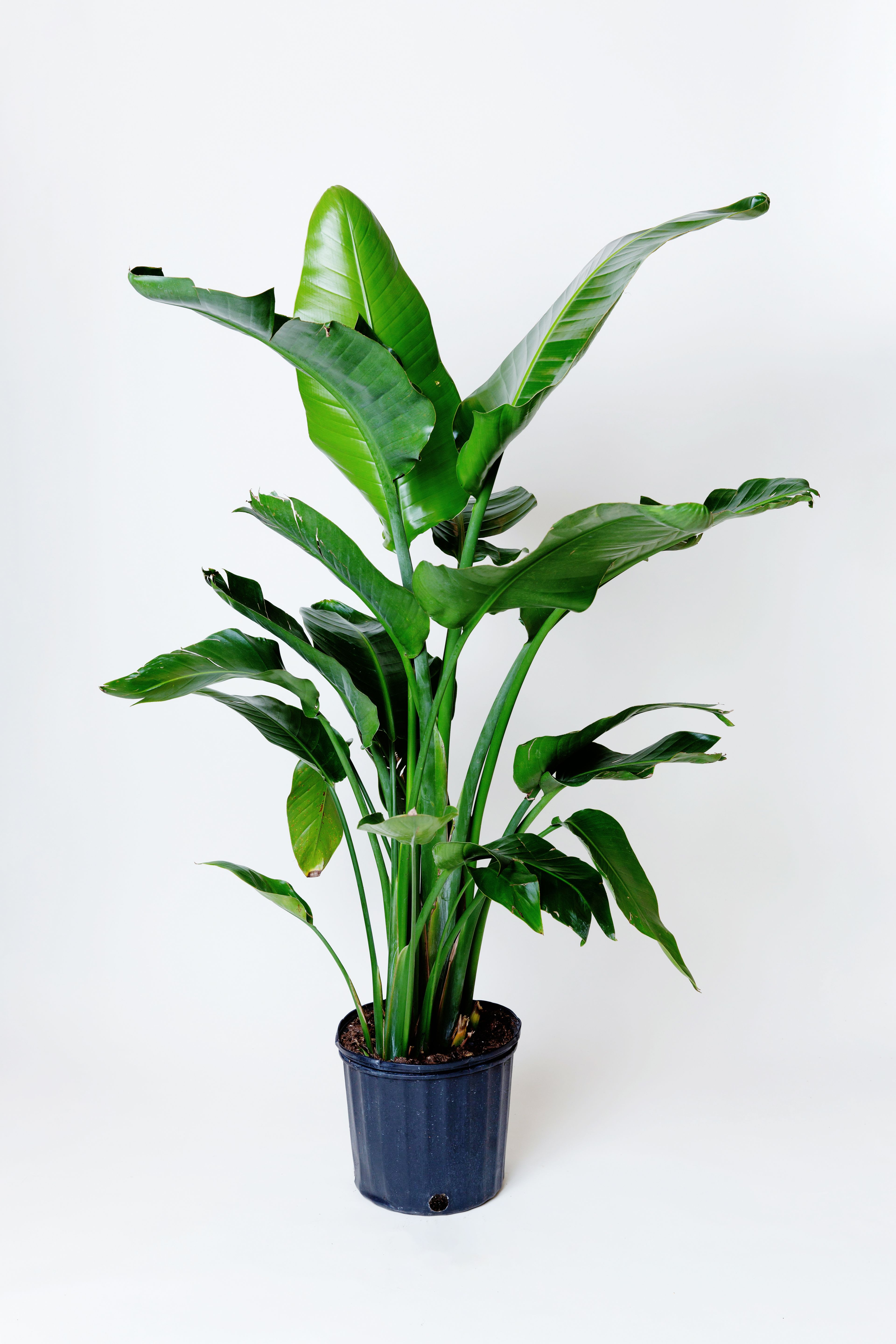 Bird of Paradise - Bird of Paradise 8" Nursery pot Plant is approximately 4-5.5" ft tall