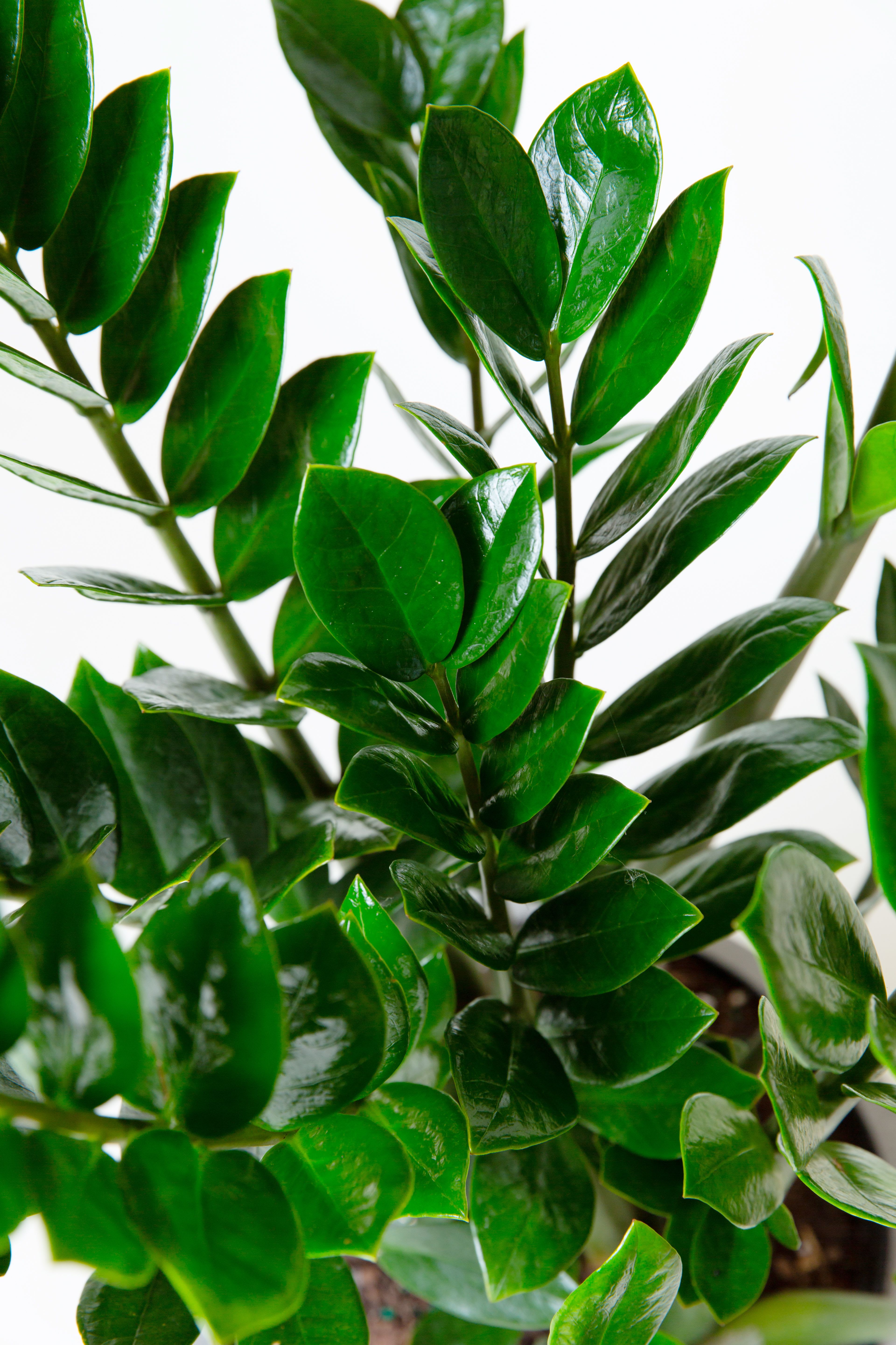 ZZ Plant - ZZ Plant sold in 10" Nursery pot