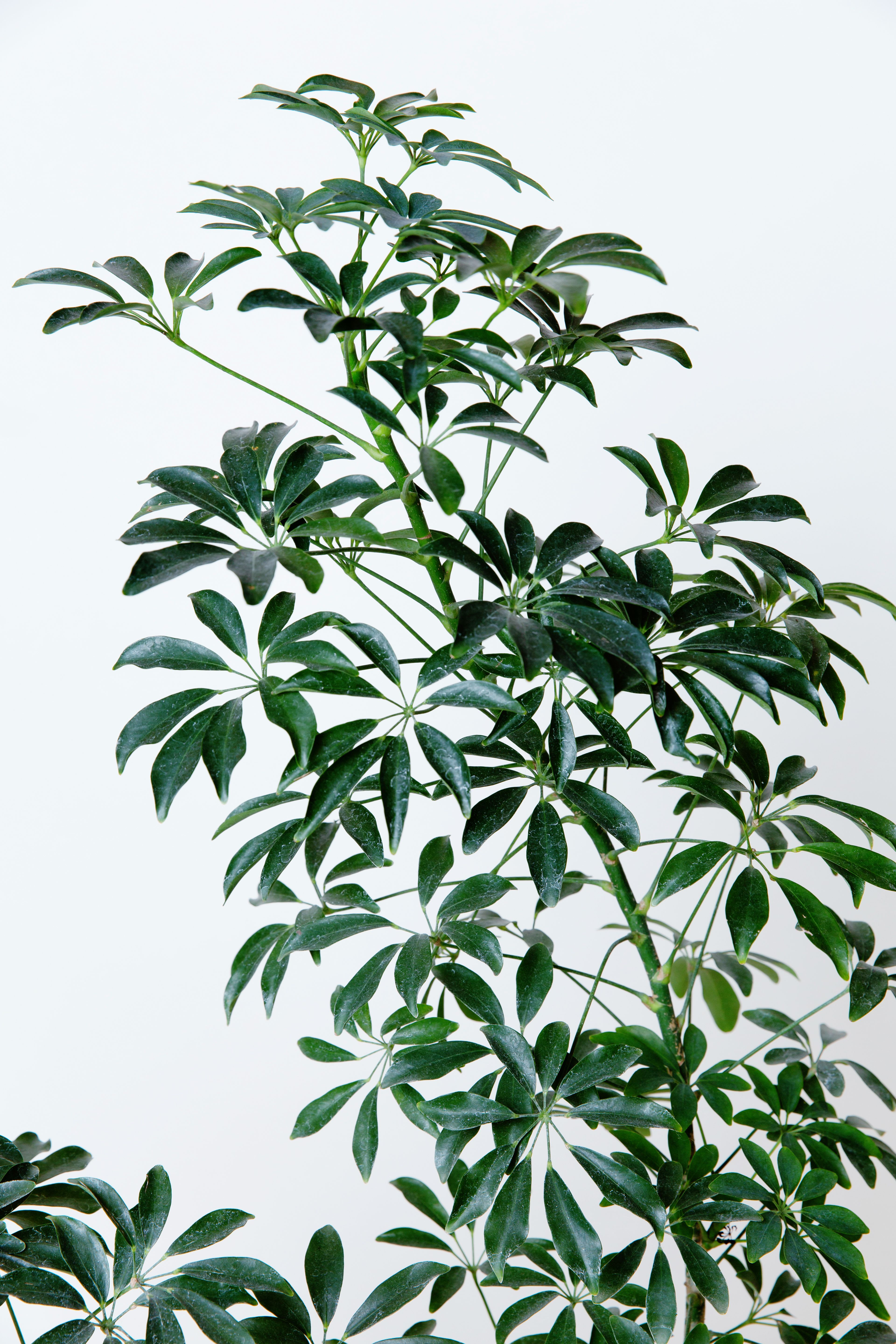 Schefflera - Umbrella Plant  - Schefflera Umbrella plant 
