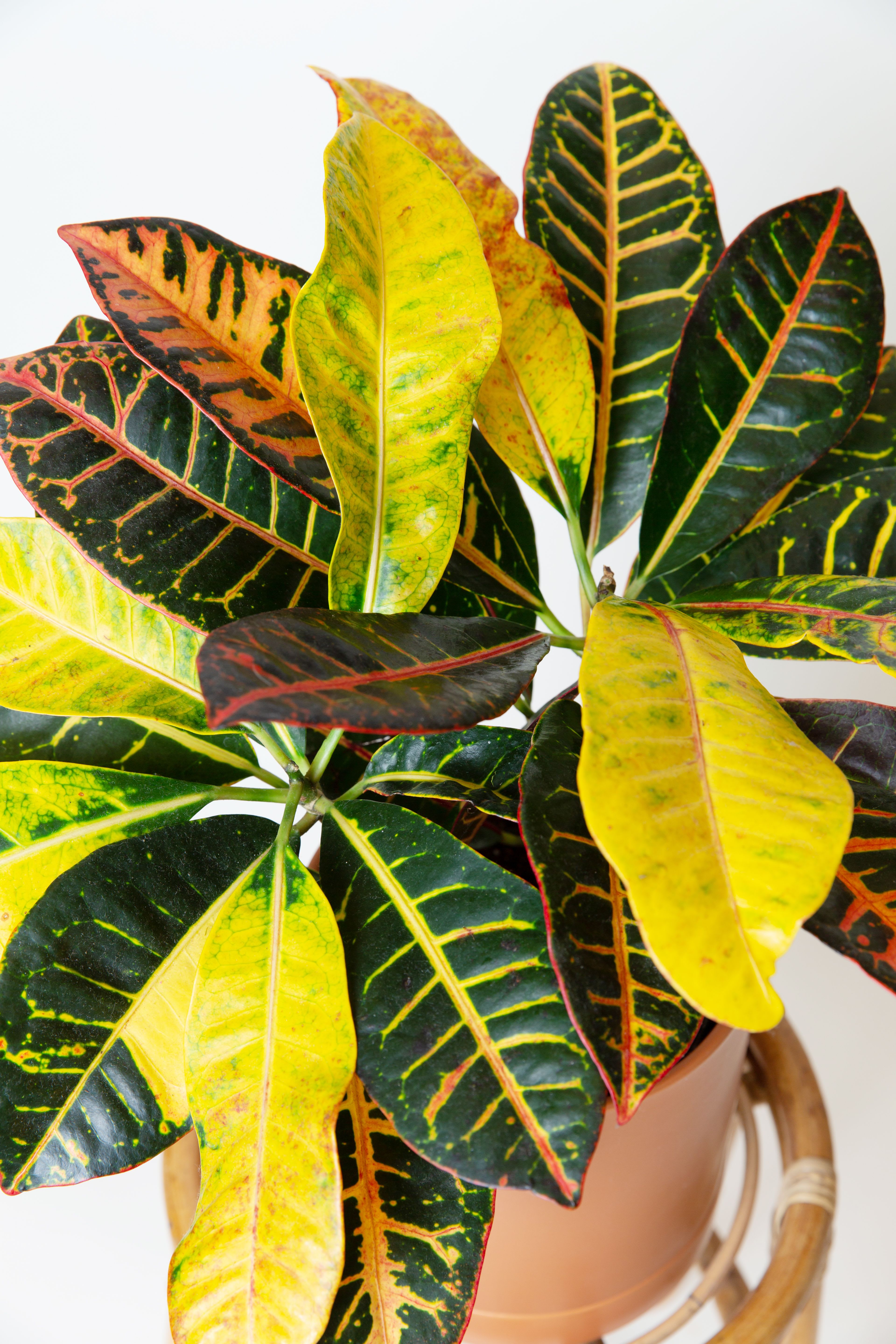 Croton  - Croton Plant 8-10" Nursery Pot plant is full