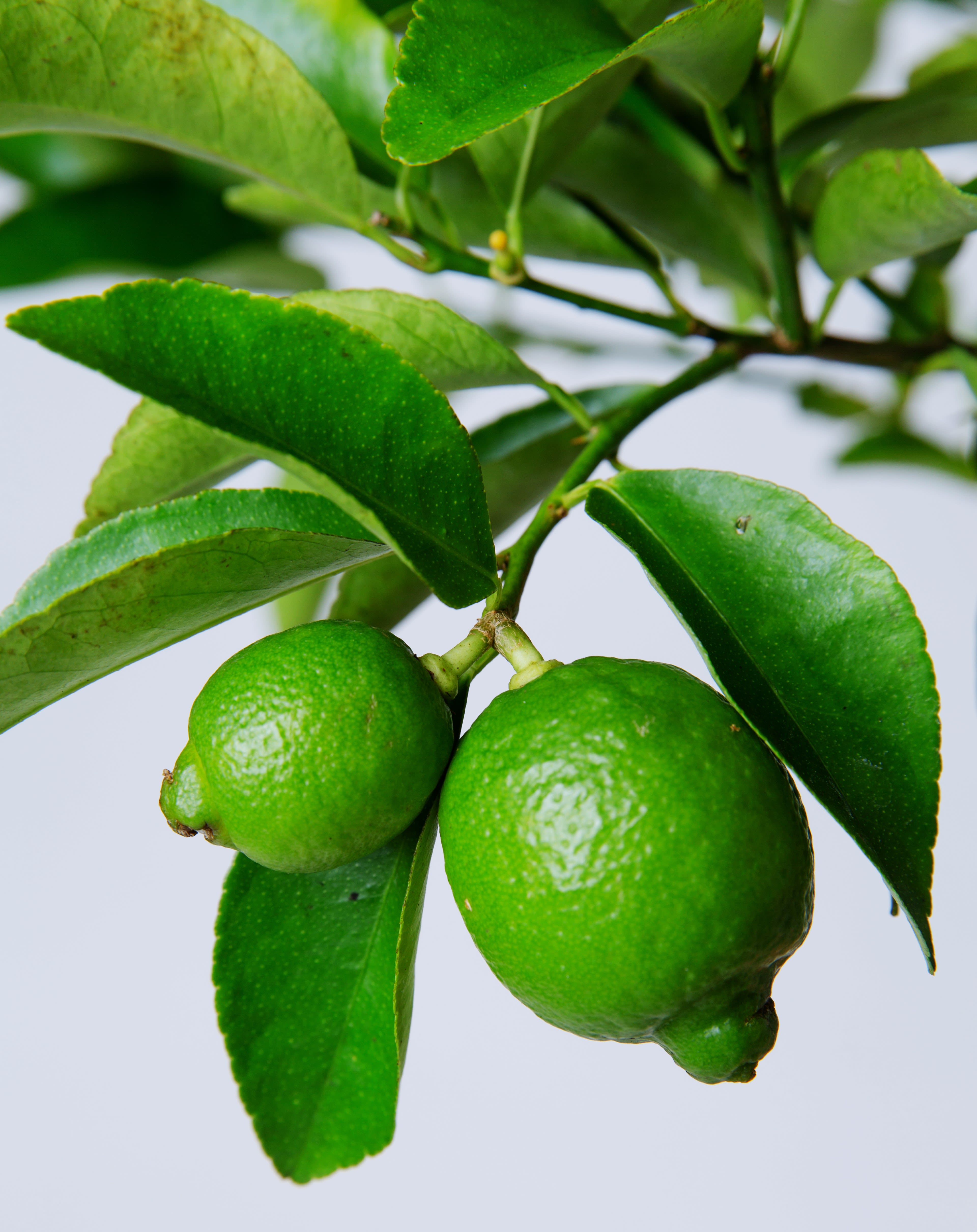 Persian Lime Tree - Fruiting Lime bush and trees