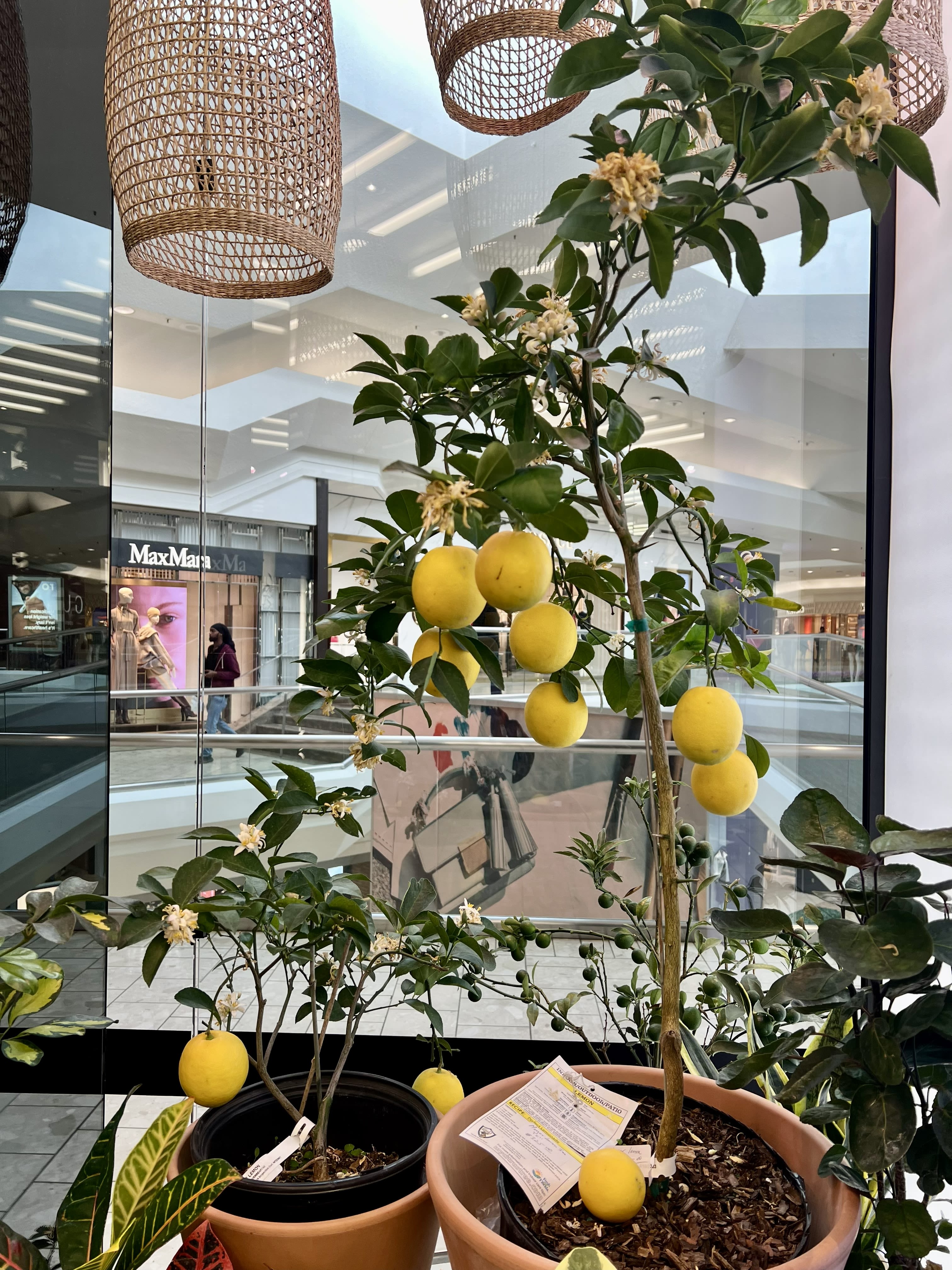 Meyer Lemon Tree — Fragrant Fruiting Citrus Plant - A beloved Meyer lemon tree featuring fragrant blossoms and golden fruit. This elegant citrus plant adds color, scent, and culinary charm to bright interiors.  Care: Place your Meyer lemon tree in bright sunlight (6–8 hours daily). Water when the top 3-4 inch of soil feels dry and ensure good drainage. Fertilize during spring and summer to encourage healthy growth and fragrant blossoms. With proper indoor citrus care, your lemon tree may produce beautiful flowers and fresh lemons.