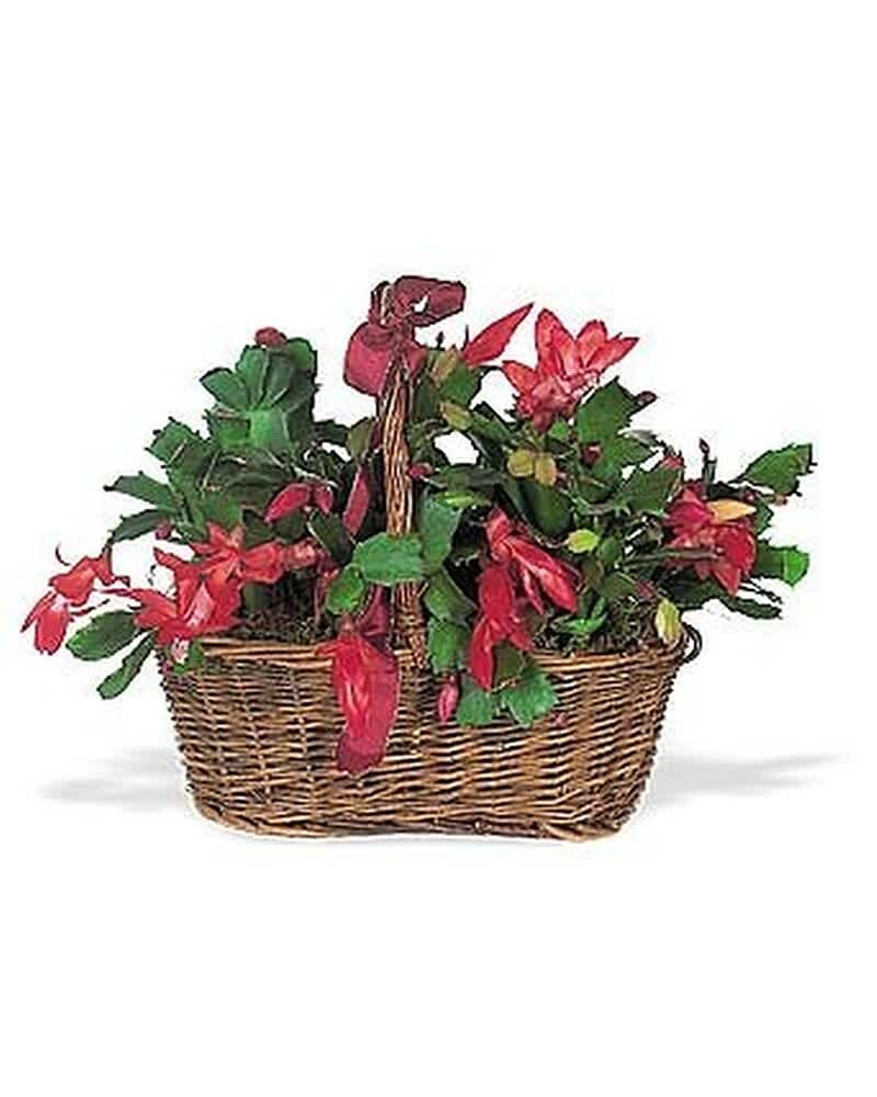 Red flowering plant with trailing blooms arranged in a wicker basket