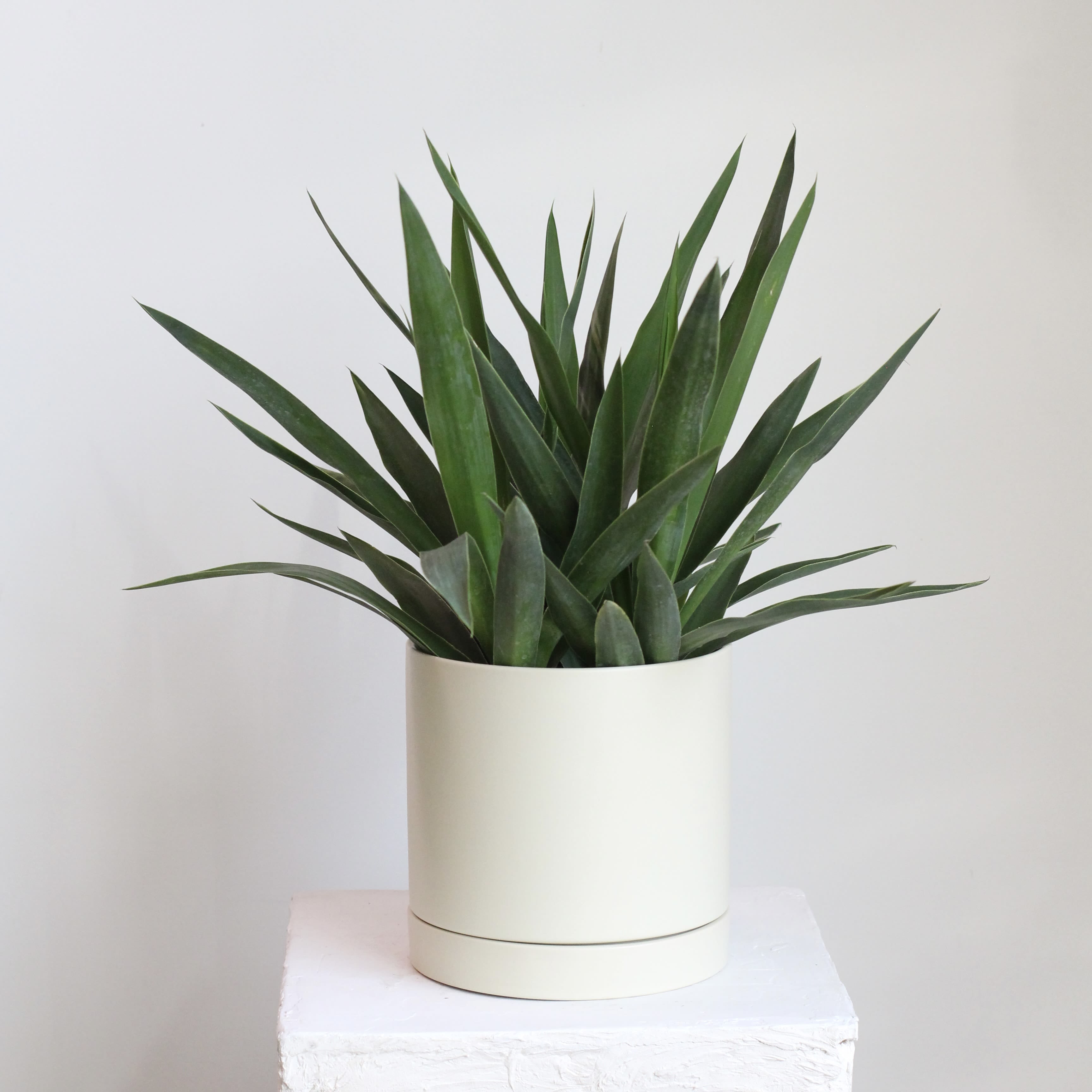 Yucca  - Elevate your space with this medium sized yucca plant, featuring bold, architectural leaves and effortless care. Perfect for bright interiors, it includes a sleek pot and drip tray to keep surfaces clean and watering hassle free.