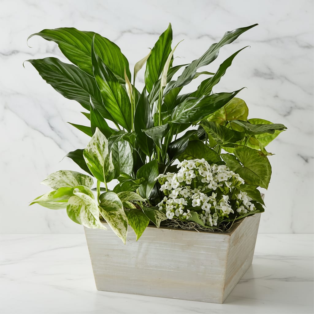 Peacefull Dishgarden  - Express warmth to your loved ones with this peaceful garden. Planted full of kalanchoe and lush foliage plants, this garden also comes with one  Peace Lily plant. As the Lily blooms your compassion will be conveyed in the most loving way. This Garden comes with 4 individually potted plants secured together in a wooden trough planter. May arrive in bud form.