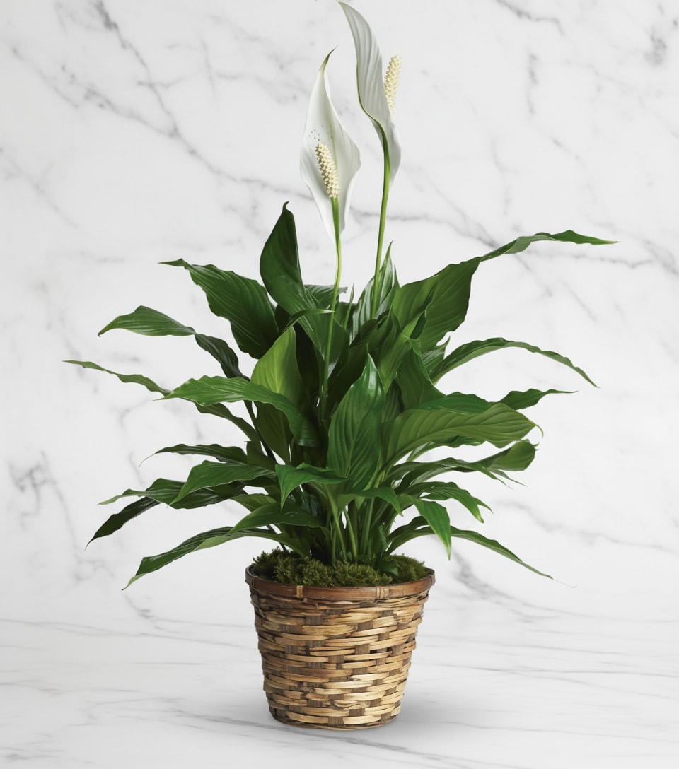 White calla lilies in a woven basket planter with broad green leaves