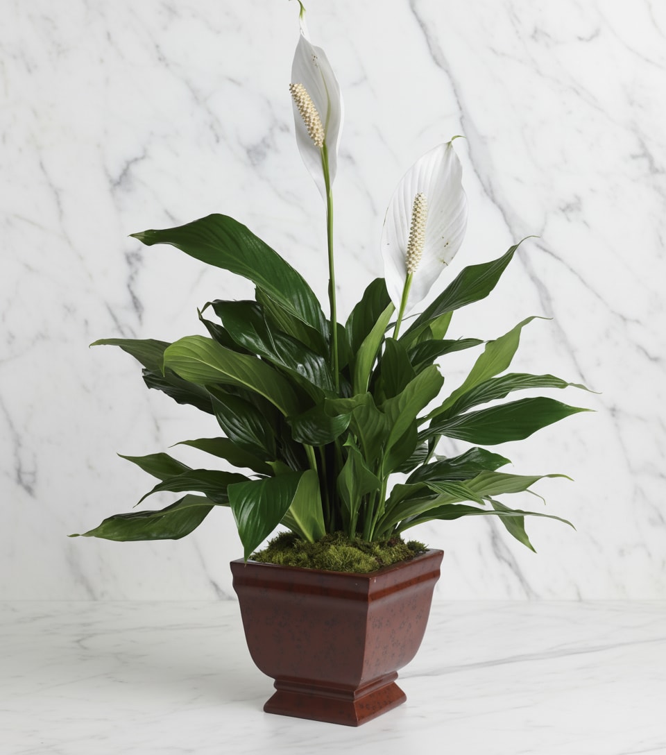 Lovely One Spathiphyllum Plant - The graceful spathiphyllum plant with its snowy white flowers is a familiar and reassuring sight in any setting. A gift of beauty that lasts.