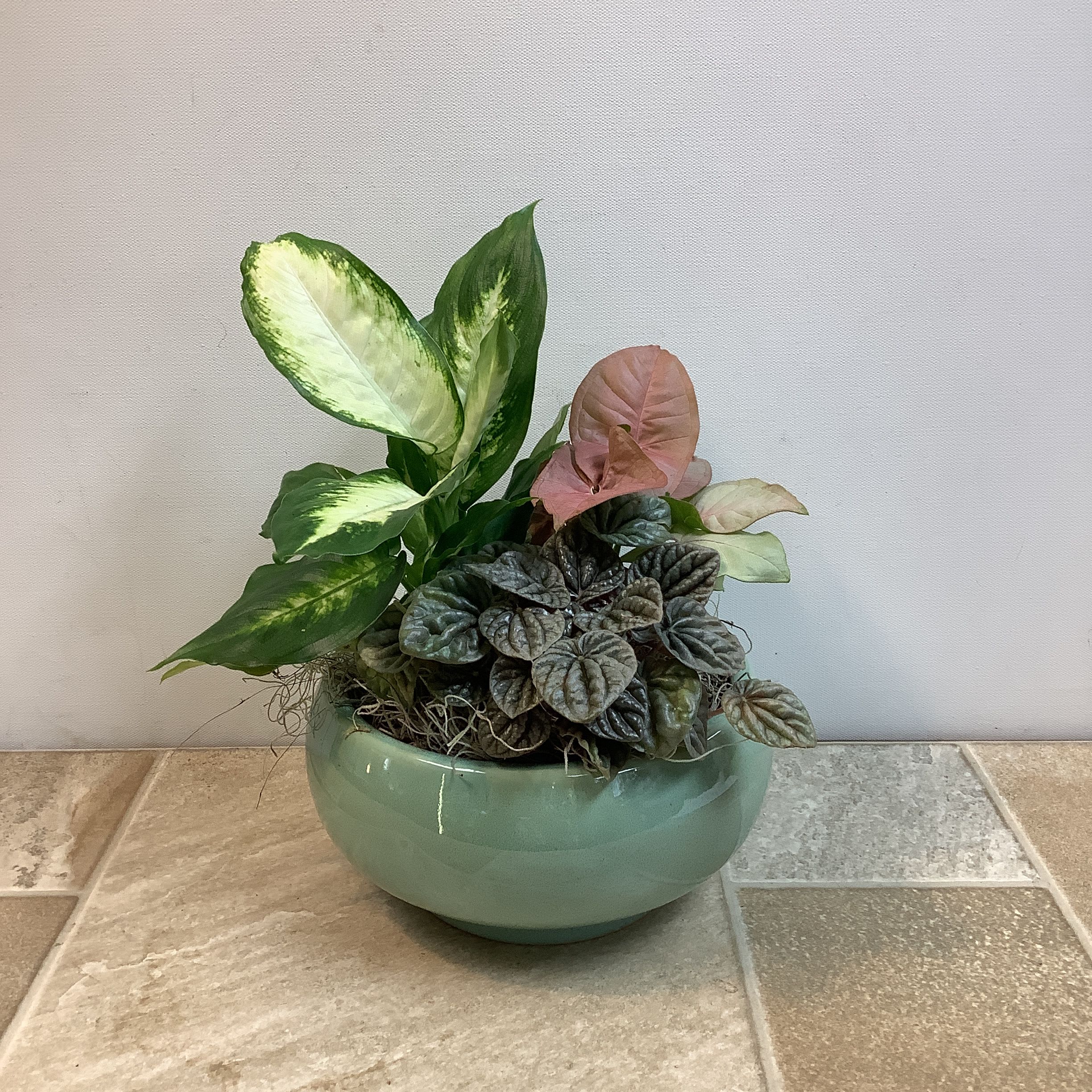 Plant trio in ceramic dish - This charming, indoor dish garden features a curated selection of three plants with contrasting textures and shades in a round, sage-green ceramic bowl. Approximate size: 10" w x 12" h. NOTE: specific plants may differ from photo, due to availability.