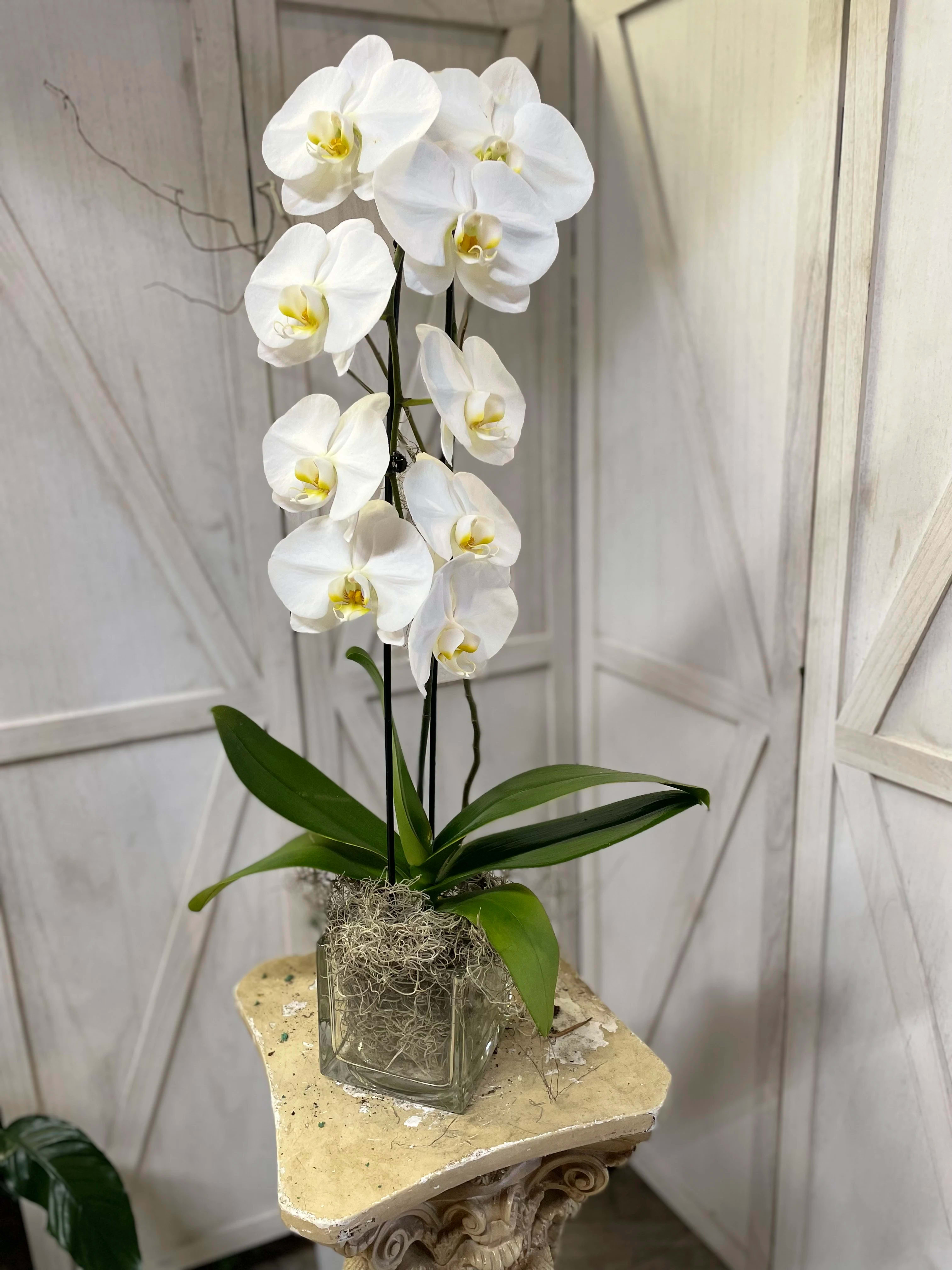 Orchid Special - White premium orchid plant. Beautiful gift for anyone!