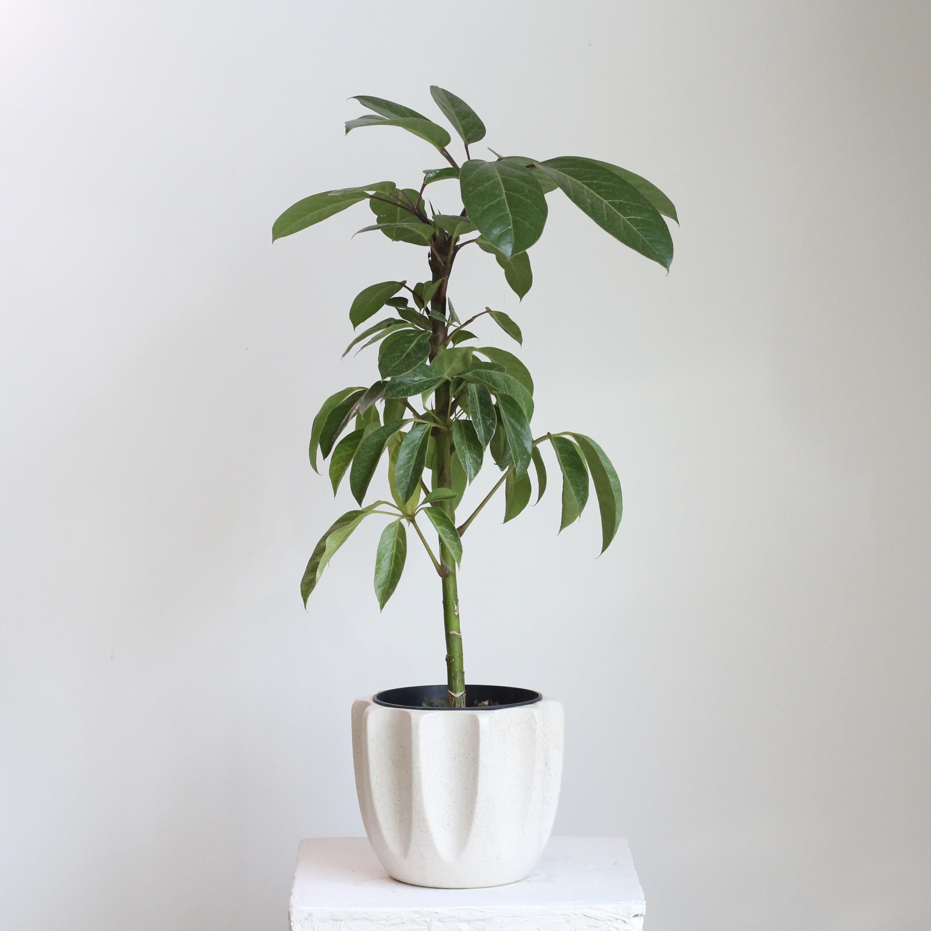 Australian Umbrella Tree - An elegant Australian Umbrella Tree in a sleek, architectural pot, featuring glossy, hand-shaped leaves that bring structure and height to any space. Thrives in bright, indirect light, water when the top soil dries and keep in average indoor conditions. APPX 73 inches tall.
