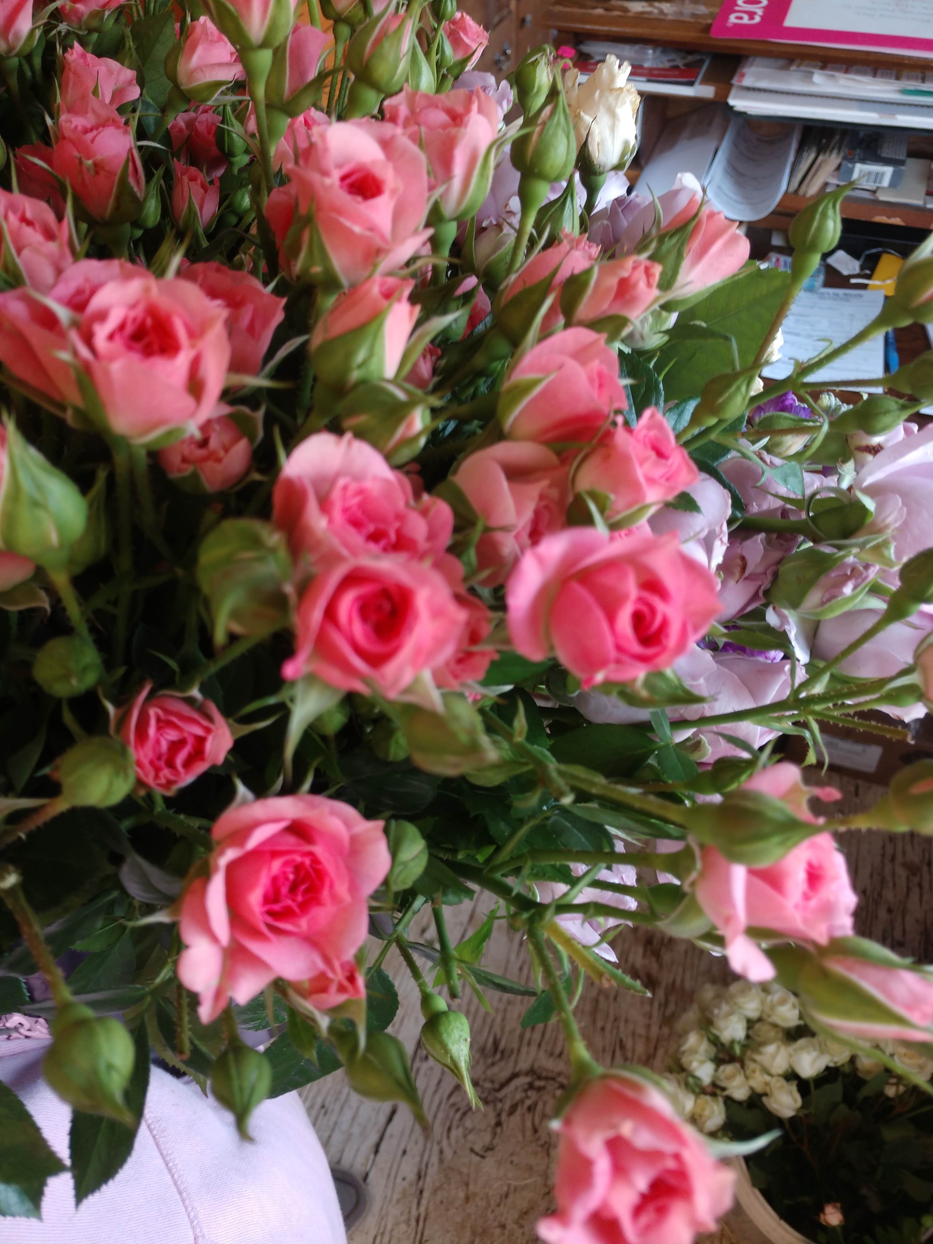 Cluster of pink spray roses with green buds