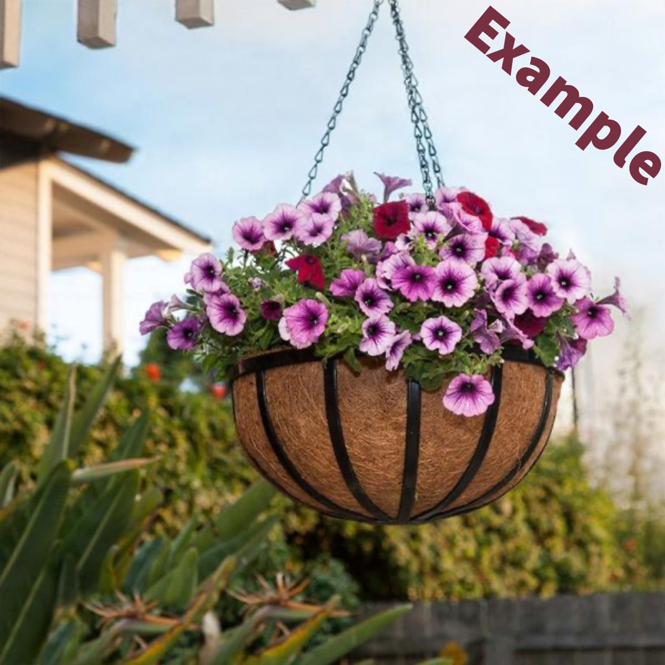 Hanging Basket (PRE ORDER FOR MOTHER'S DAY ONLY) - ONLY AVAILABLE MOTHER'S DAY WEEK, PRE-ORDER ALSO, AVAILABLE DELIVERY IS May 7th-11th only, or until we're sold out.  Another option for your mom would be a lovely hanging basket.  You can choose SUN or SHADE, by letting us know in the comment section.  Colors and flower type vary.  