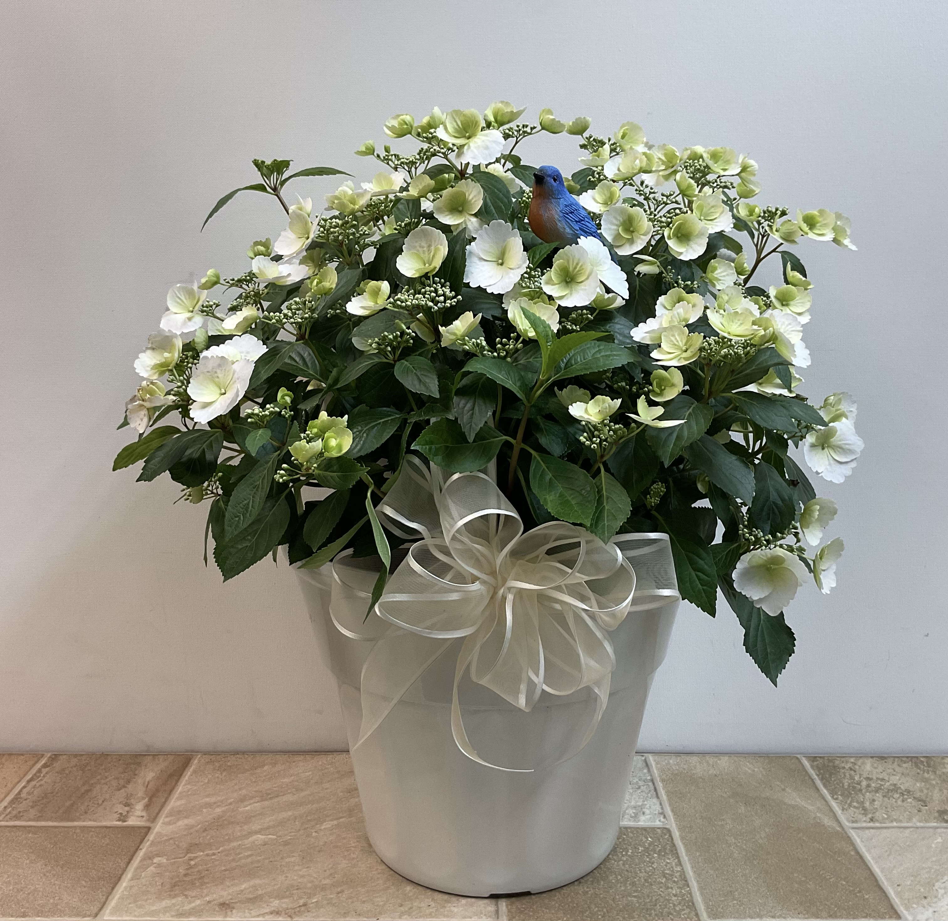 Cascading hydrangea patio plant - Each stem on this stunning, cascading hydrangea plant is absolutely brimming with blooms. The white deckle-edged petals offer a uniquely lacy look. We've tucked in a sweet resin bluebird for extra charm and added an ivory bow to the pot!  Approximate size: 21"w x 23" h.