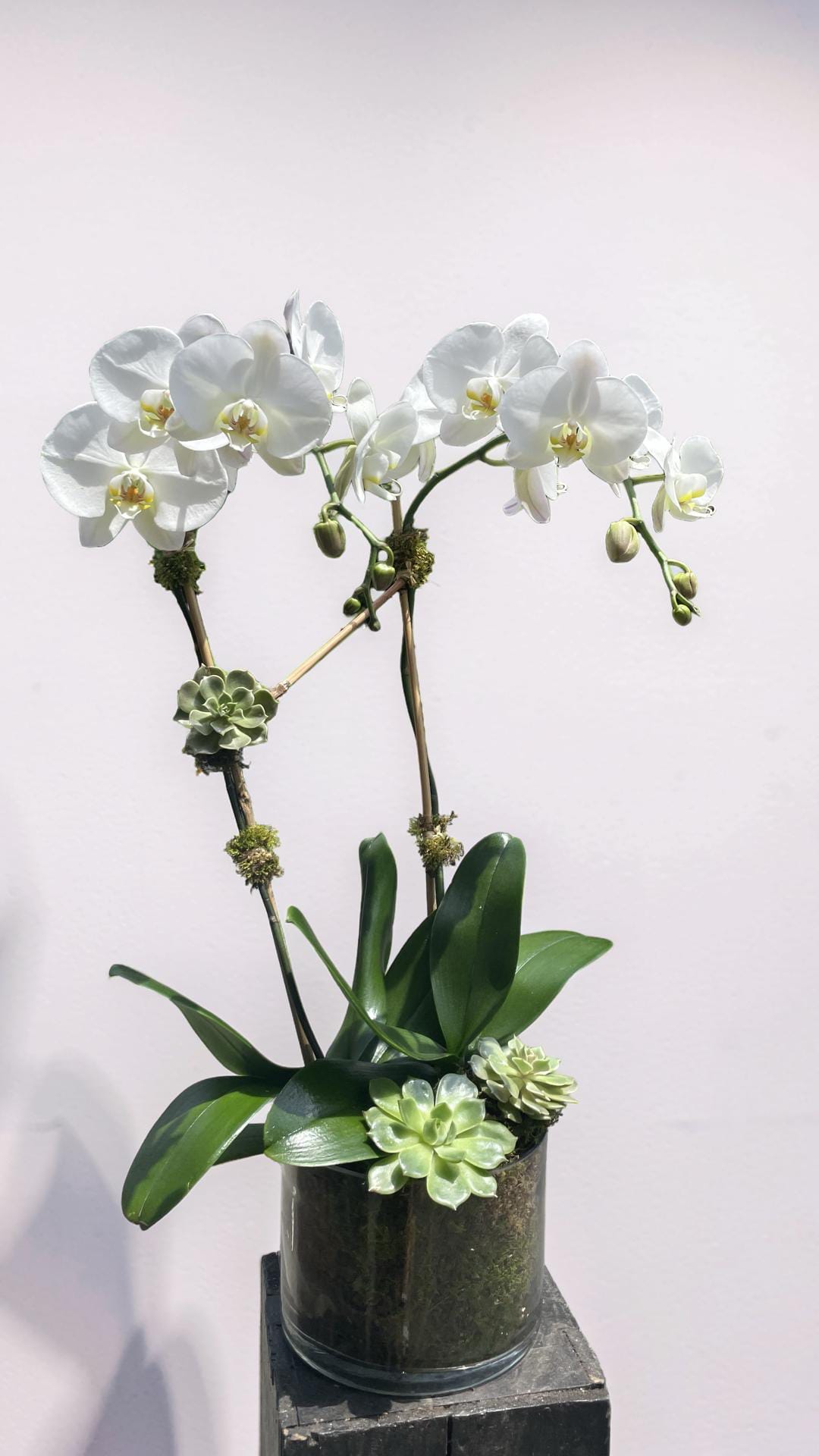 Double Stem White Orchid  with succulant  - A graceful Two-stem white phalenopsis orchid presented in a modern decorative planter.  Featuring cascading  white blooms and lush green  foliage , this long-lasting plant adds timeless elegance and serenity to any home or office. 