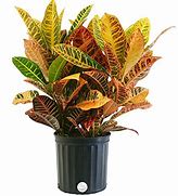  Croton plant  - Just one glance at this breathtaking croton plant and you’ll be daydreaming of a tropical paradise. The large multi-colored leaves of this extraordinary plant are sure to spruce up any home or office environment. Comes in a basket topped off with a bow.  