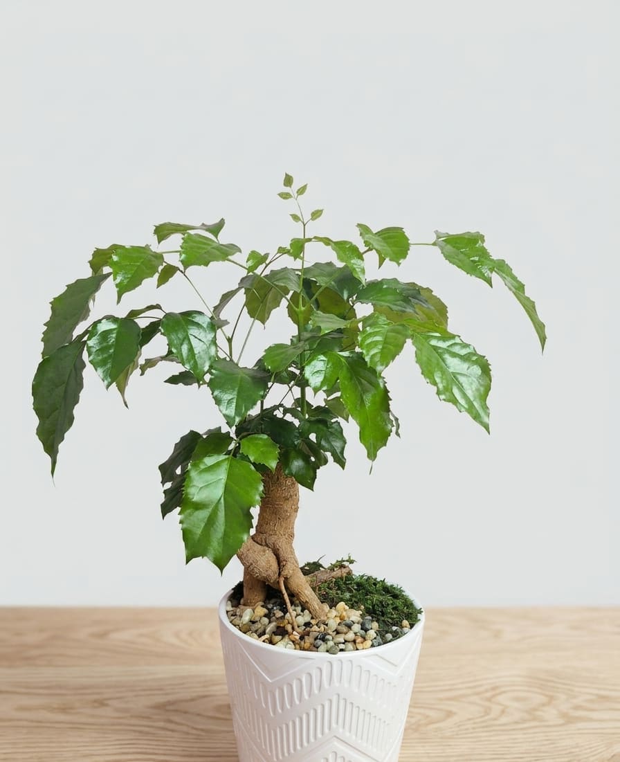 Bonsai 2 - Bonsai is the Japanese art of cultivating trees and plants in small pots, shaping them through pruning and design techniques to resemble miniature versions of mature trees. Originating in China and perfected in Japan, the term literally means "planted in a tray," combining gardening with artistic expression and patience.