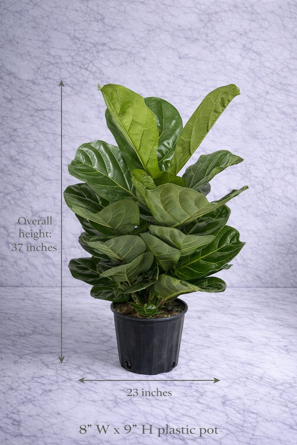 “Full &amp; Lush Fiddle Leaf Fig” - A striking and sophisticated Fiddle Leaf Fig (Ficus lyrata) known for its large, sculptural leaves and rich green tones. This plant is carefully grown to create a full, balanced silhouette, making it an ideal statement piece for homes, offices, or luxury interior spaces. With an overall height of 37 inches and a width of approximately 23 inches, it delivers strong visual presence without overwhelming the room. The plant comes in a practical 8 x 9 inch plastic nursery pot, ready to be placed into a decorative container of your choice for a more elevated look. Its bold foliage and architectural form make it perfect for bright corners, living rooms, entryways, or office environments seeking a refined natural touch.