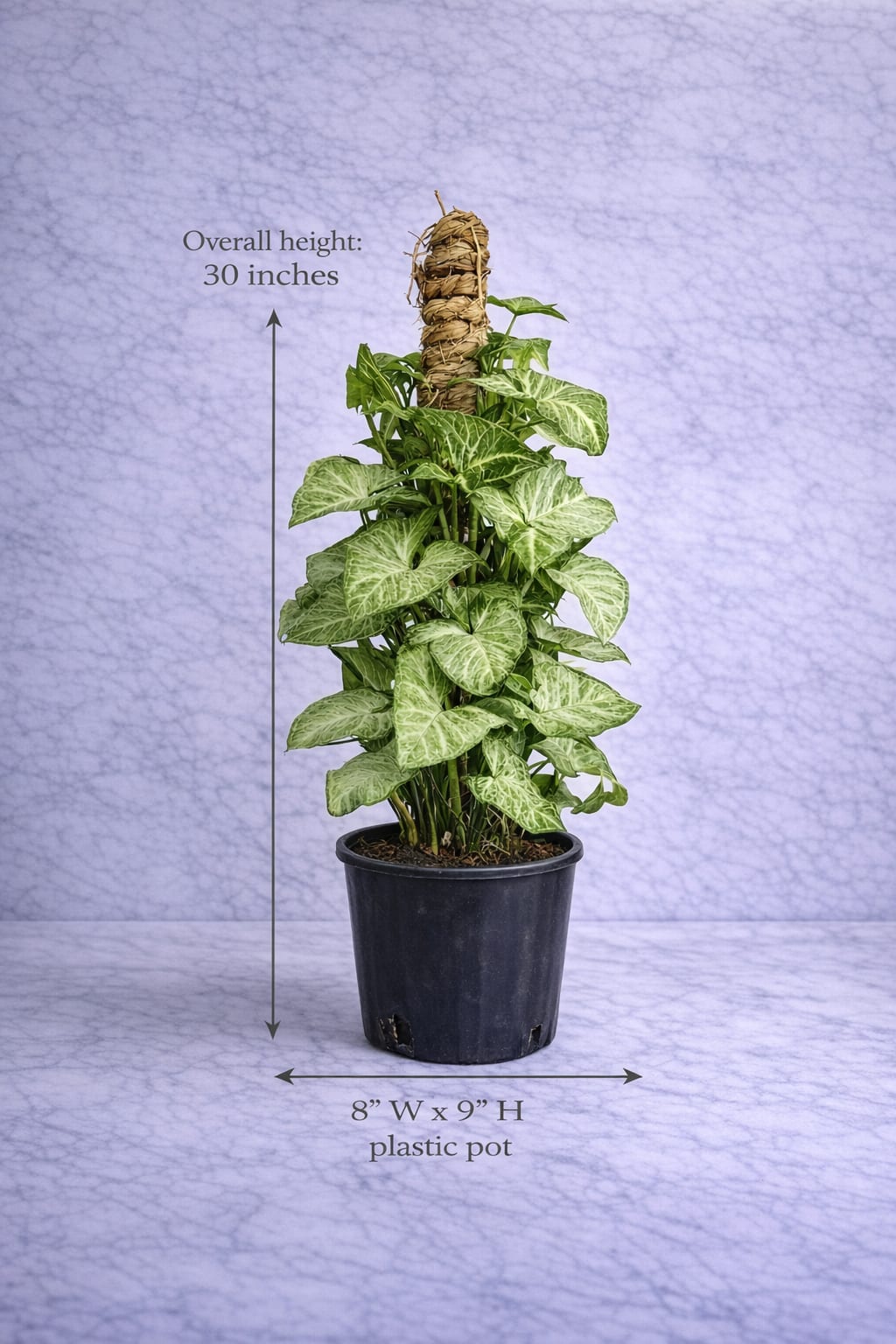 Syngonium - This Syngonium, known for its distinctive arrow-shaped leaves, features lush variegated foliage in soft green and creamy tones that adds brightness and texture to any space. Trained on a natural moss pole, it develops a refined vertical structure, making it ideal for contemporary interior styling. Low-maintenance and adaptable, this plant thrives in indirect light and brings a fresh, sophisticated natural element to homes or office environments. Presented in a clean black plastic pot, it offers a professional, ready-to-display look—perfect for gifting or interior design use.