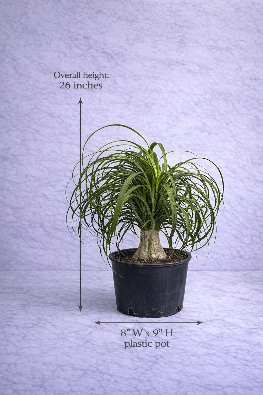 Ponytail Palm (Beaucarnea recurvata) - The Ponytail Palm is a striking architectural plant recognized for its thick, bulbous base that stores water and its long, slender leaves that gracefully cascade outward, creating movement and volume. Its sculptural form makes it a standout decorative piece, ideal for modern and minimalist interiors. Extremely resilient and low-maintenance, it tolerates drought conditions and thrives in bright indoor environments. Perfect as a focal point in living rooms, offices, or entryways, this plant combines elegance with practicality, offering a refined yet effortless natural presence.