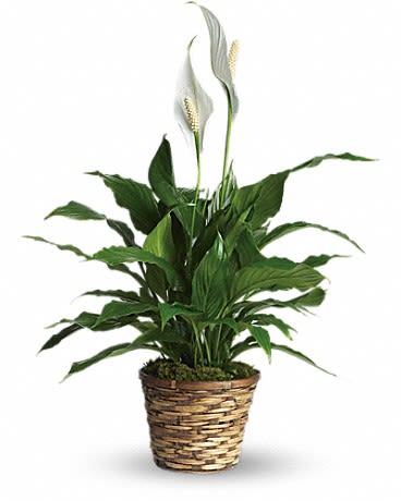 Tall green peace lily plant with two white blooms in a woven basket pot