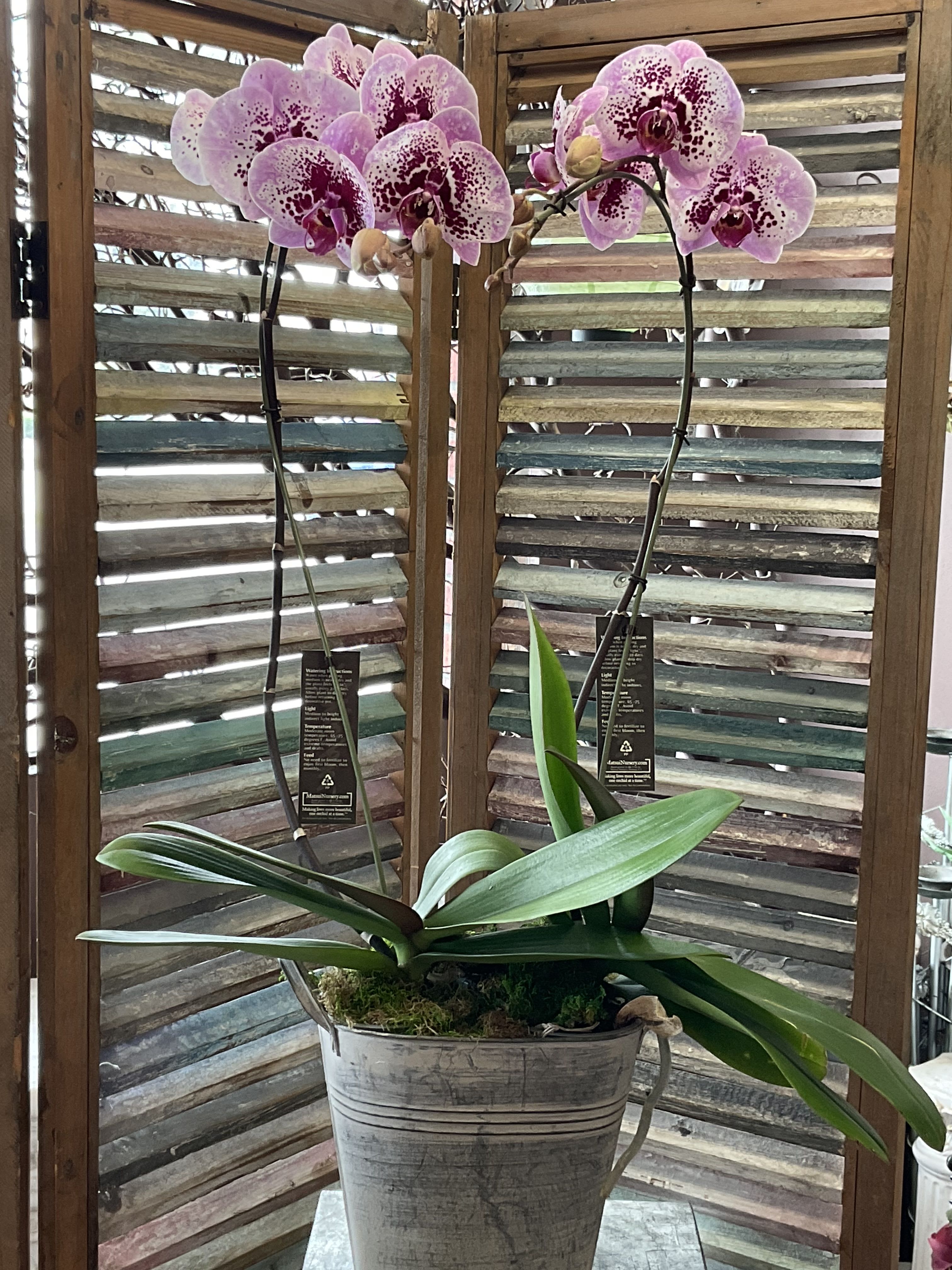 26-119 - Two arching stems of pink Phalaenopsis orchids create an elegant, airy focal point for a houseplant-style arrangement perfect for birthdays, thank-you gifts, or housewarming celebrations. The white petals with dark magenta speckling and the refined tropical silhouette give the recipient a sophisticated, lasting display that reads as decorative home décor rather than a short-lived cut bouquet.  Planted in a weathered metal container with a bed of moss at the base, the orchids rise above broad, glossy green leaves for a poised, living composition. Included hard goods-plant stakes and tags plus a rustic wooden screen accent-add structure and decorative detail while keeping the stems secure. This arrangement brings long-lasting beauty and low-maintenance appeal: the recipient will enjoy the textured mix of pink, purple, white, and green as an enduring statement piece that brightens a tabletop, entryway, or windowsill.