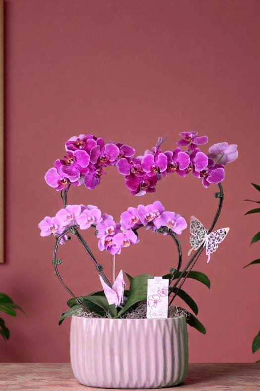 Mother's Day double heart plant - four stemmed two tier orchid planter, shaped in to two hearts, just for mothers day! beautifully arranged. Will be in a pink or purple container, specific requests can be indicated in order notes.
