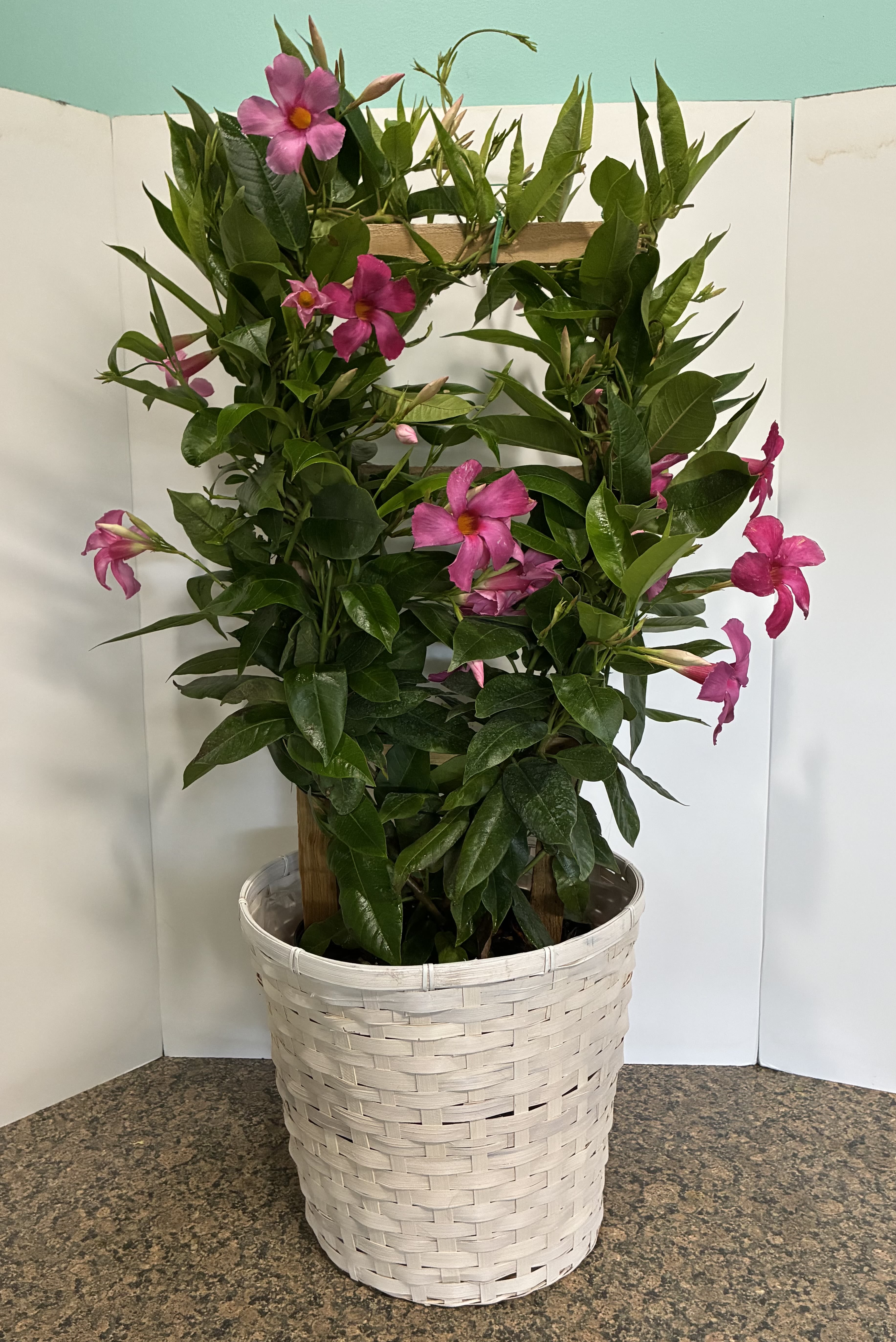 Pink Mandevilla Plant - Beautiful Pink Mandevilla in a 10 inch container. 
