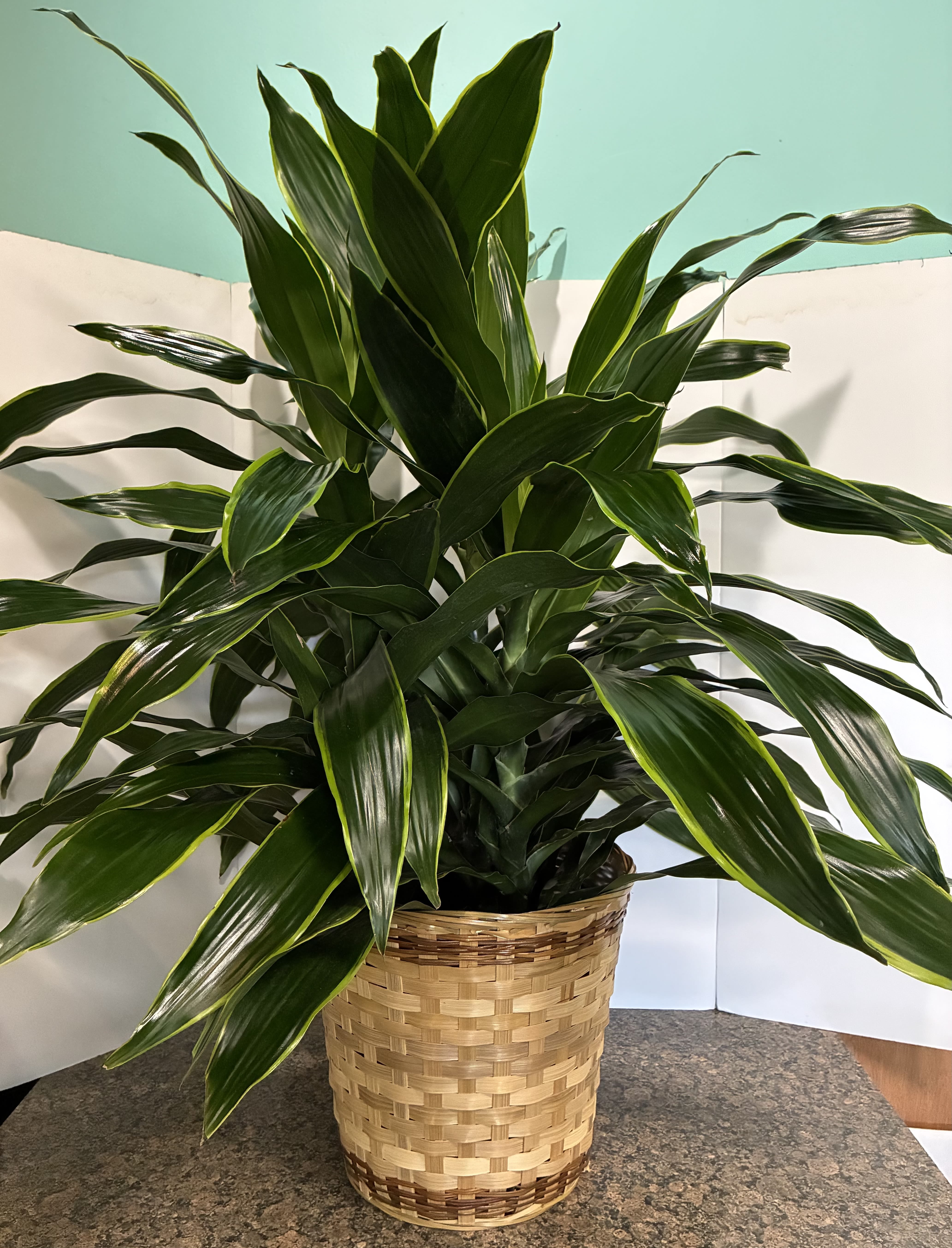 Carmen Plant  - Large Carmen Plant in 10 in container. 
