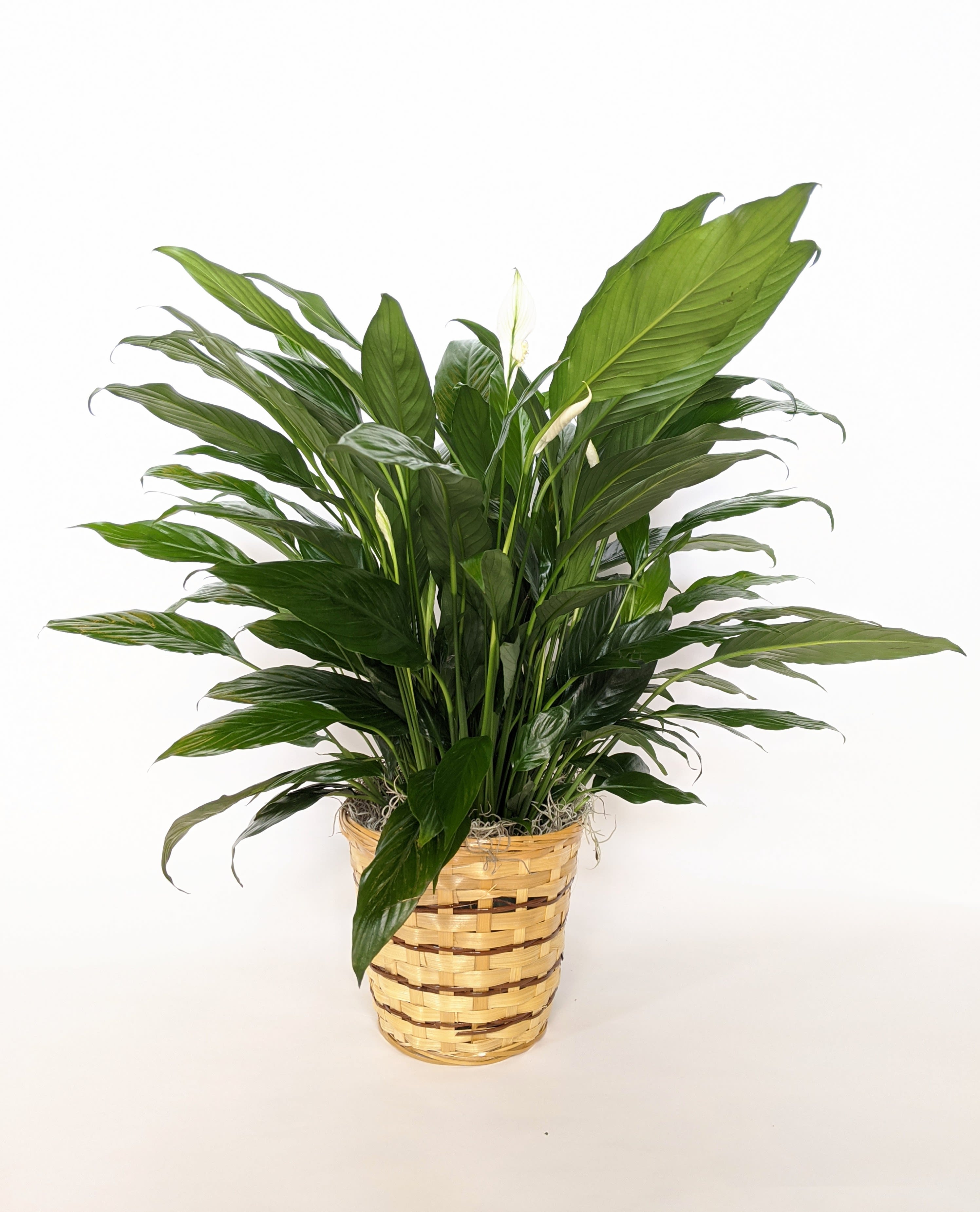 Potted peace lily in a woven basket planter