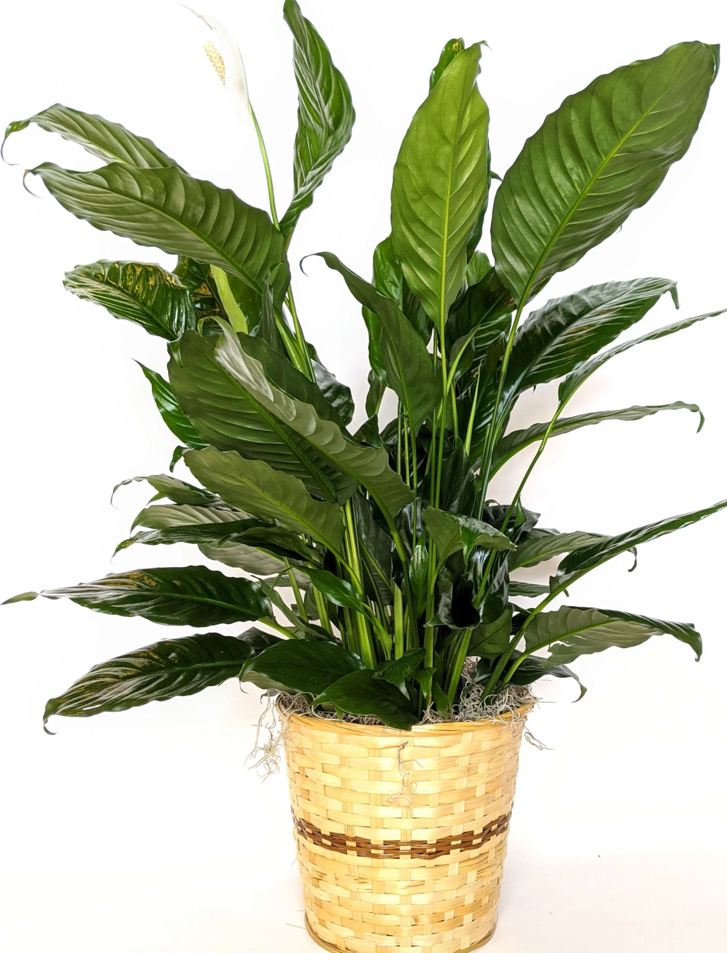 Potted peace lily plant in a woven basket