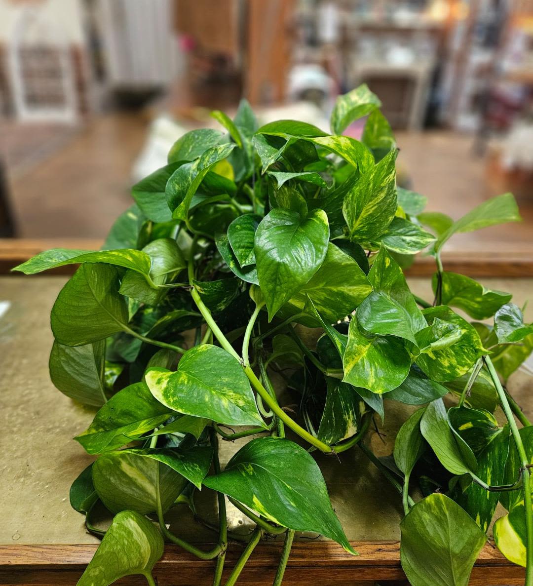 Trailing green pothos houseplant with variegated leaves spread across a tabletop.