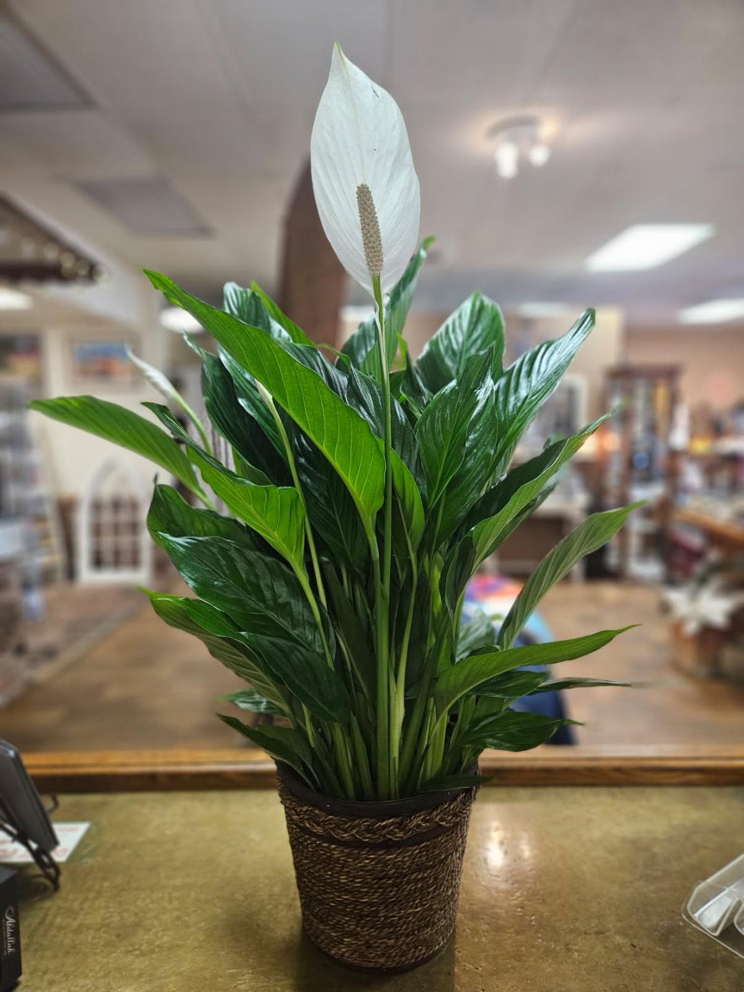 Peace lily plant with a white bloom in a woven pot on a counter