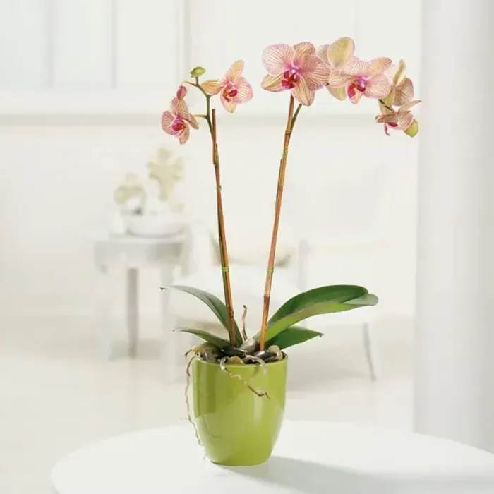 Phalaenopsis Orchid – Potted, Various Colors - Symbolizing love, refinement, strength, and rare beauty, our Phalaenopsis Orchid is a stunning addition to any space. Available in a range of exquisite colors, from soft whites to vibrant pinks, purples, and yellows, each orchid arrives potted and accented with river rocks and thoughtfully wired stems for an elegant, polished look. Known for its long-lasting blooms and graceful flower spikes, the Phalaenopsis makes a perfect centerpiece for any home or office. Thriving in bright, indirect light and requiring only occasional watering, this easy-to-care-for orchid brings sophistication, natural beauty, and a touch of luxury to your environment.  Product ID: 1390