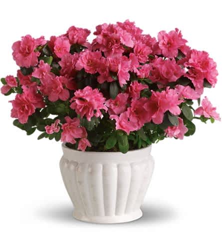 Pretty in Pink Azalea - This pretty azalea serves up a plethora of pink petals. Absolutely stunning as an indoor plant it can also be planted outside and enjoyed for years to come. What a perfect present! A beautifully robust pink azalea is hand-delivered in a lovely white ceramic ribbed planter. Think pink!Approximately 17" W x 15 1/2" H Orientation: N/A As Shown : T91-3A