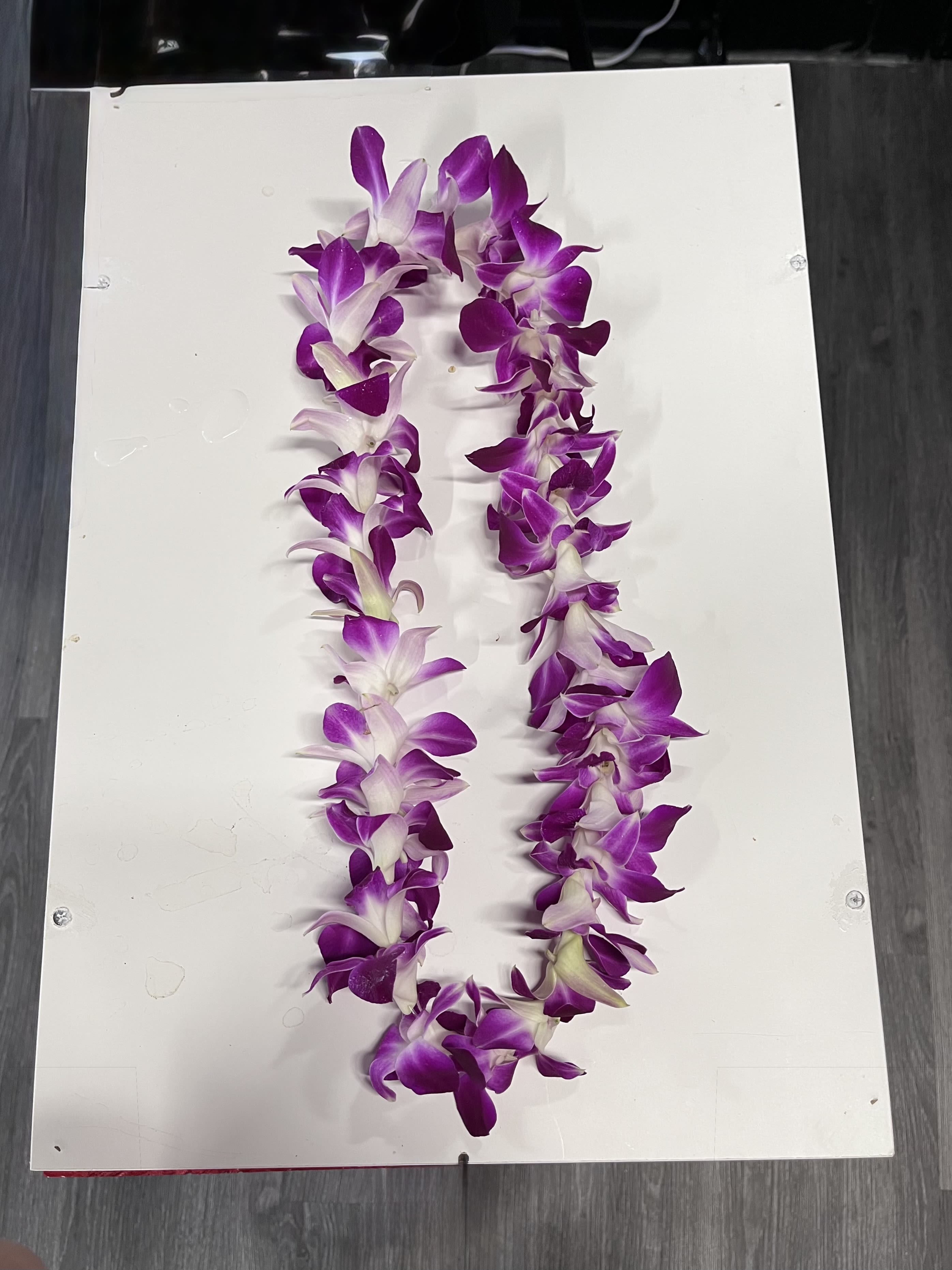 Single Orchid Lei (Pre-Order) - Our orchid leis are beautifully handcrafted using fresh orchids, creating a timeless and elegant piece perfect for graduations, celebrations, or special occasions.  Each lei measures approximately 38” in total length and is made to order with care and attention to detail.  Options: • Single Lei • Deluxe (Includes Two Leis)  Available Colors: Purple, Blue, White, or Light Pink  Please enter your preferred color in the comment section at checkout. If no color is selected, the lei will be made as shown in purple.  Pre-Order Notice: This item must be ordered at least 3 days in advance to ensure availability and freshness.
