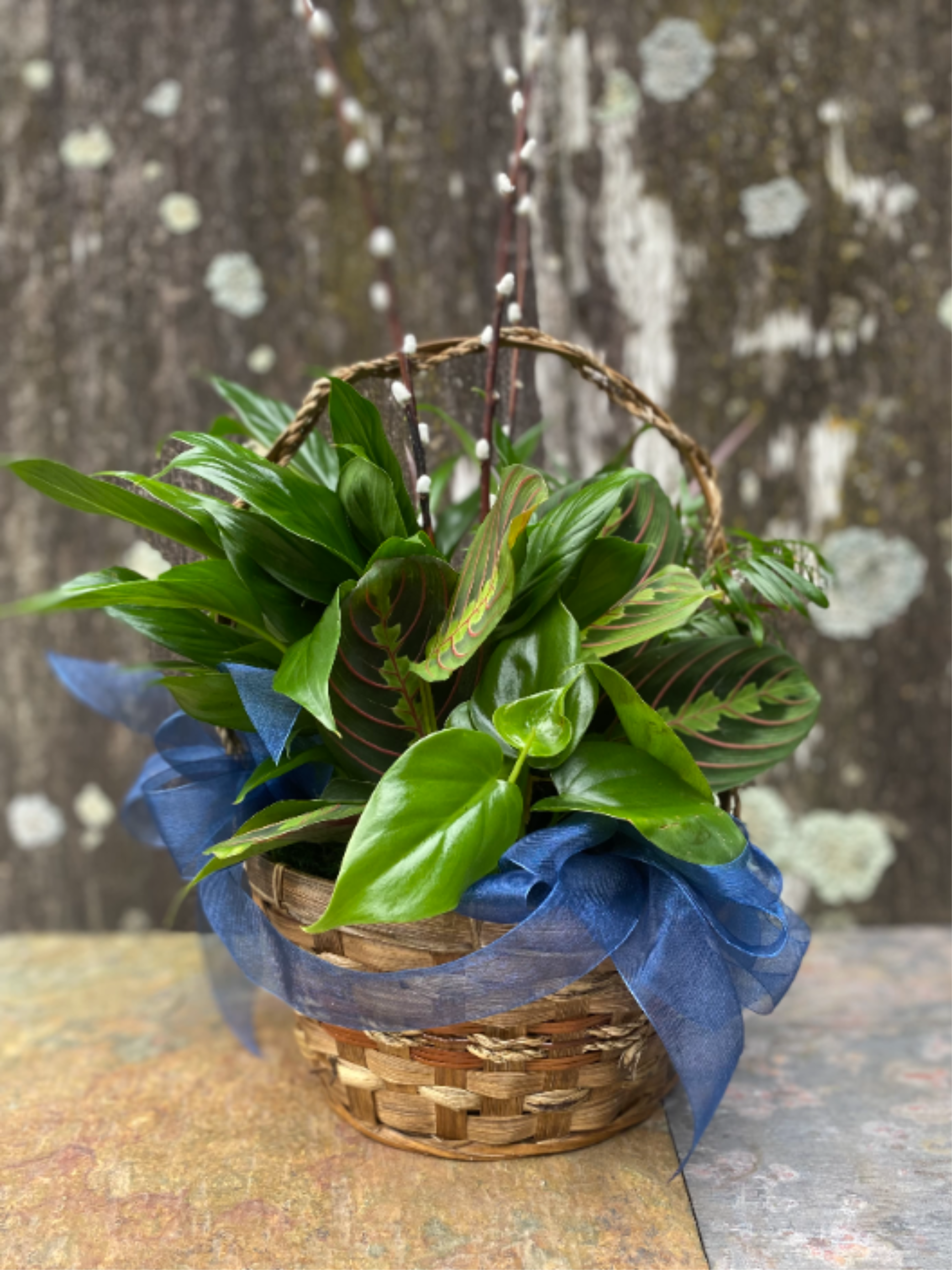 Basket of green houseplants with a blue ribbon bow