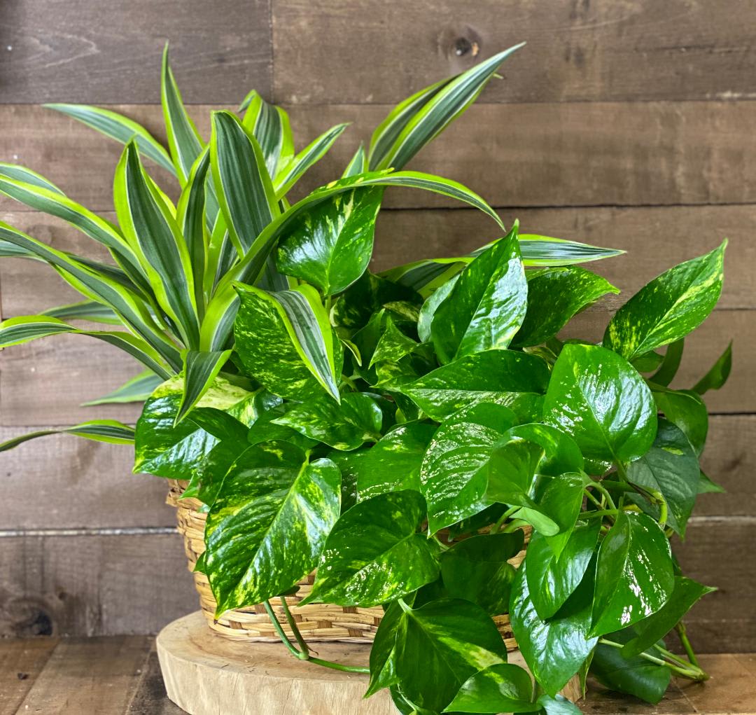 Basket of green houseplants with striped and glossy leaves