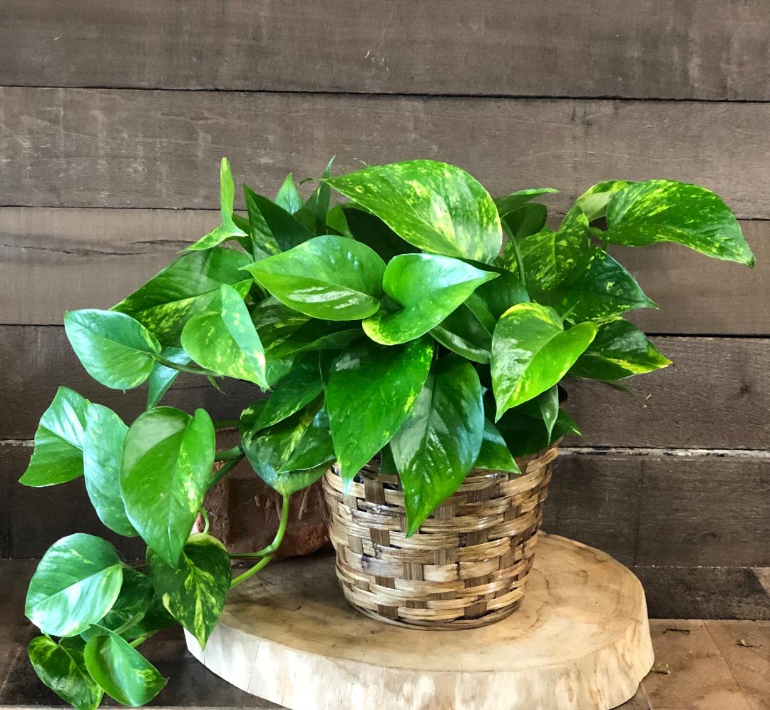 Potted pothos plant in a woven basket planter