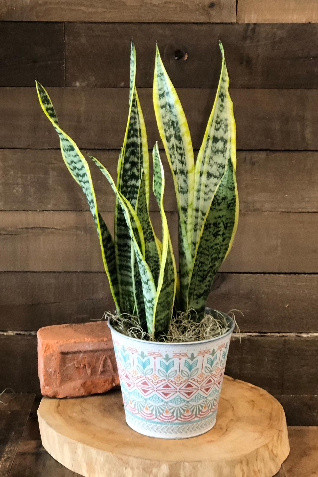 Potted snake plant in a patterned metal container