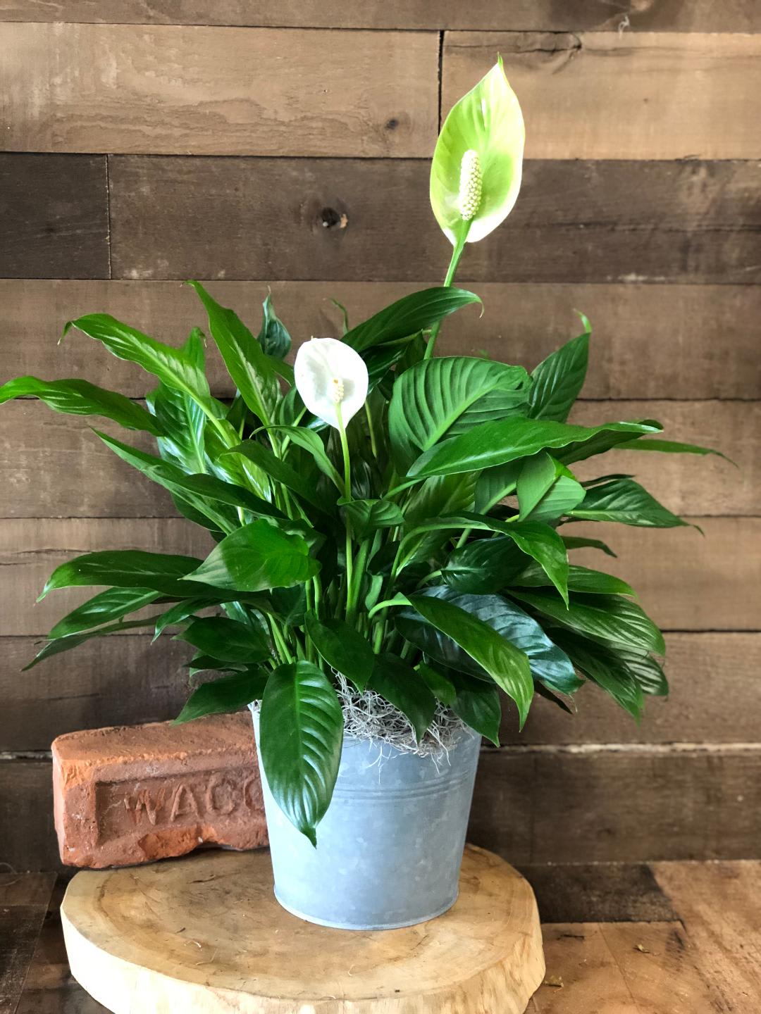 Potted peace lily with white blooms in a metal container