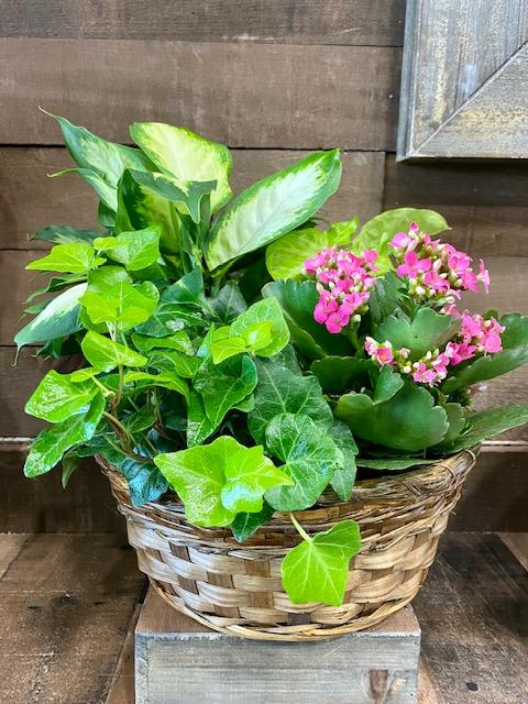 Basket of green plants with pink flowers