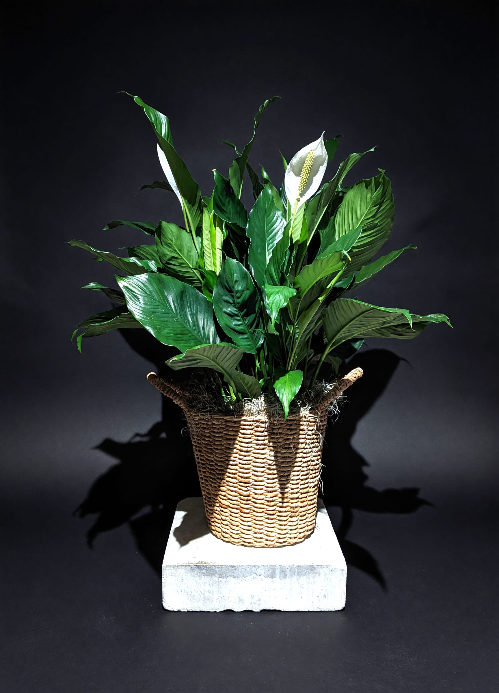 Spathiphyllum - Large (36") classic Peace Lily presented in a woven sea grass basket accented with Spanish moss. Decorative ribbon and bow accent available upon request. 