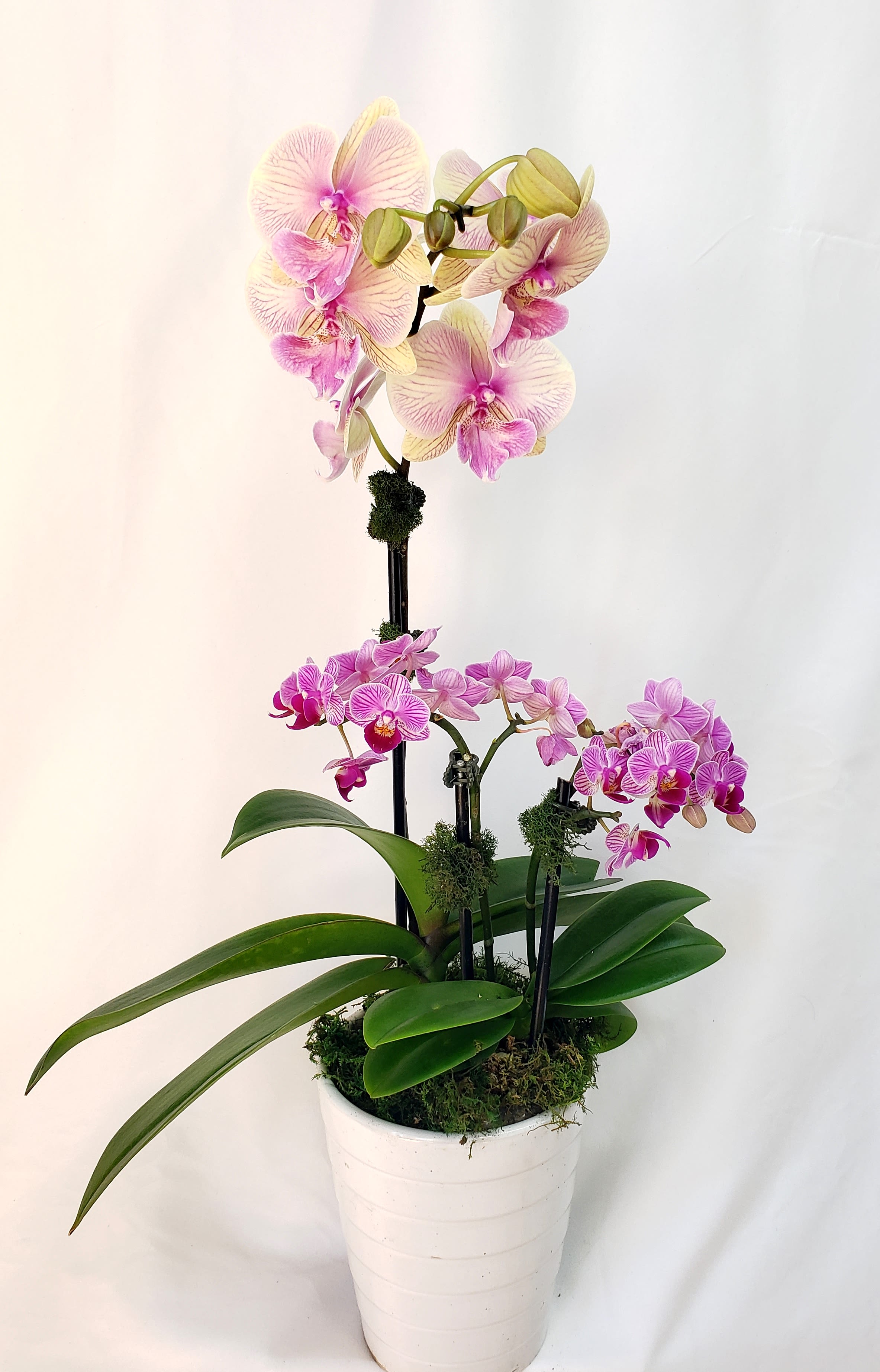 Potted orchid arrangement with pink and cream blooms in a white planter