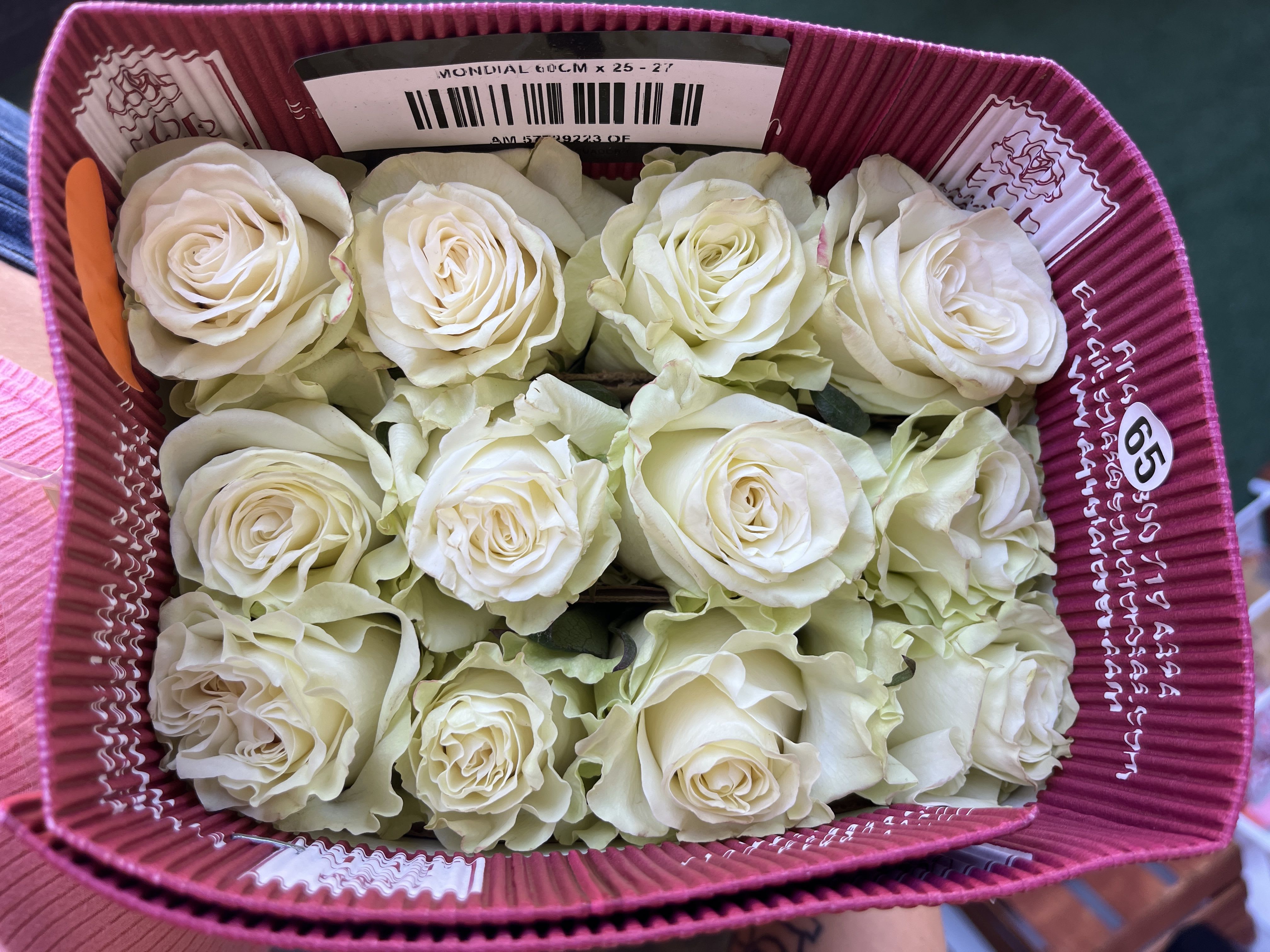 Wholesale roses mondial 25 stem pack - 25 long stemmed Ecuadorian roses in the color vendela white