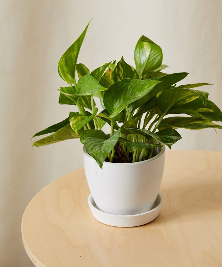 Potted green houseplant in a white pot with saucer